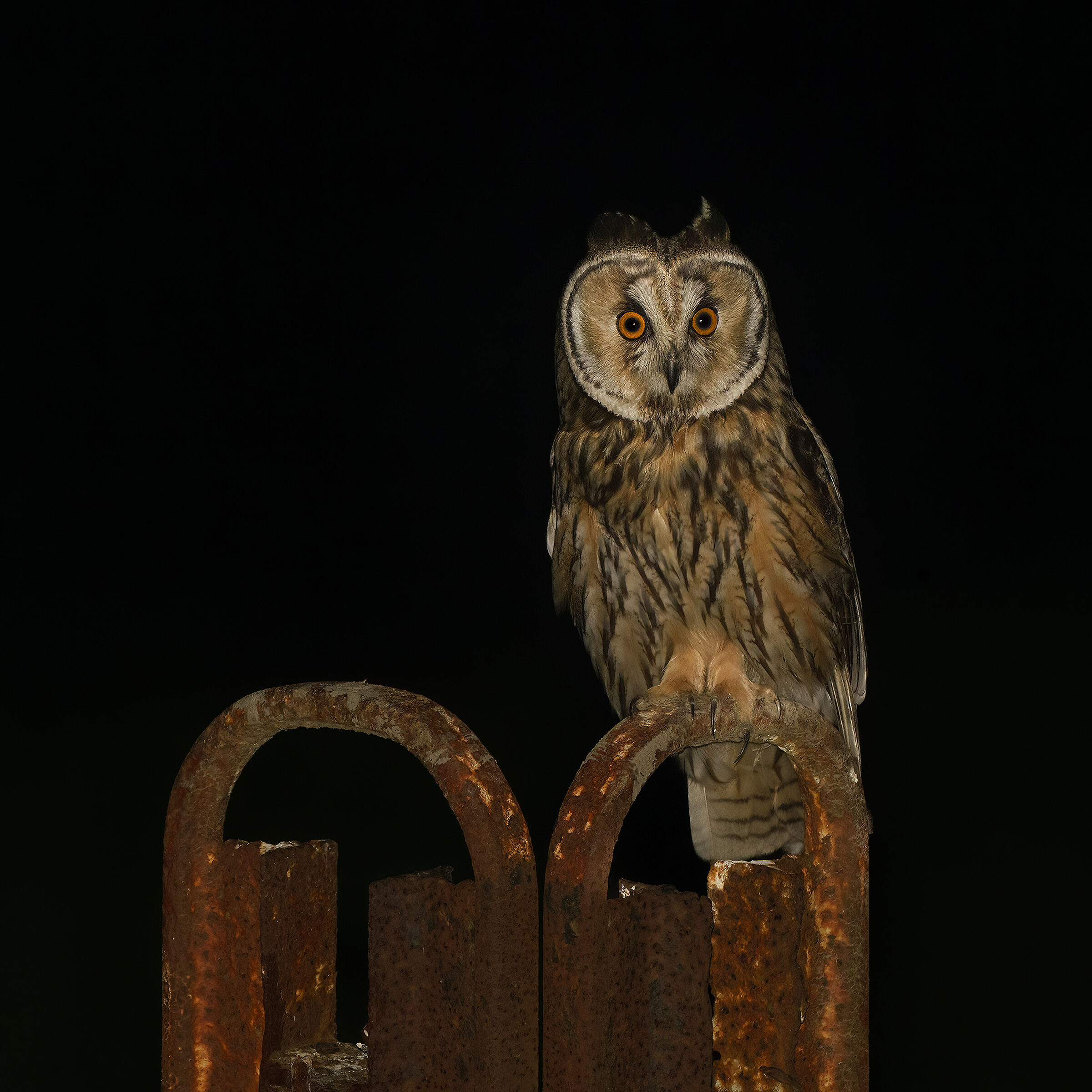 long-eared owl ...