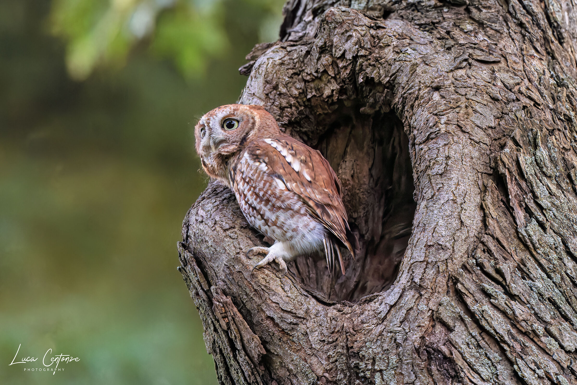Eastern Screech-Owl (Megascops asio) Assiolo Americano...