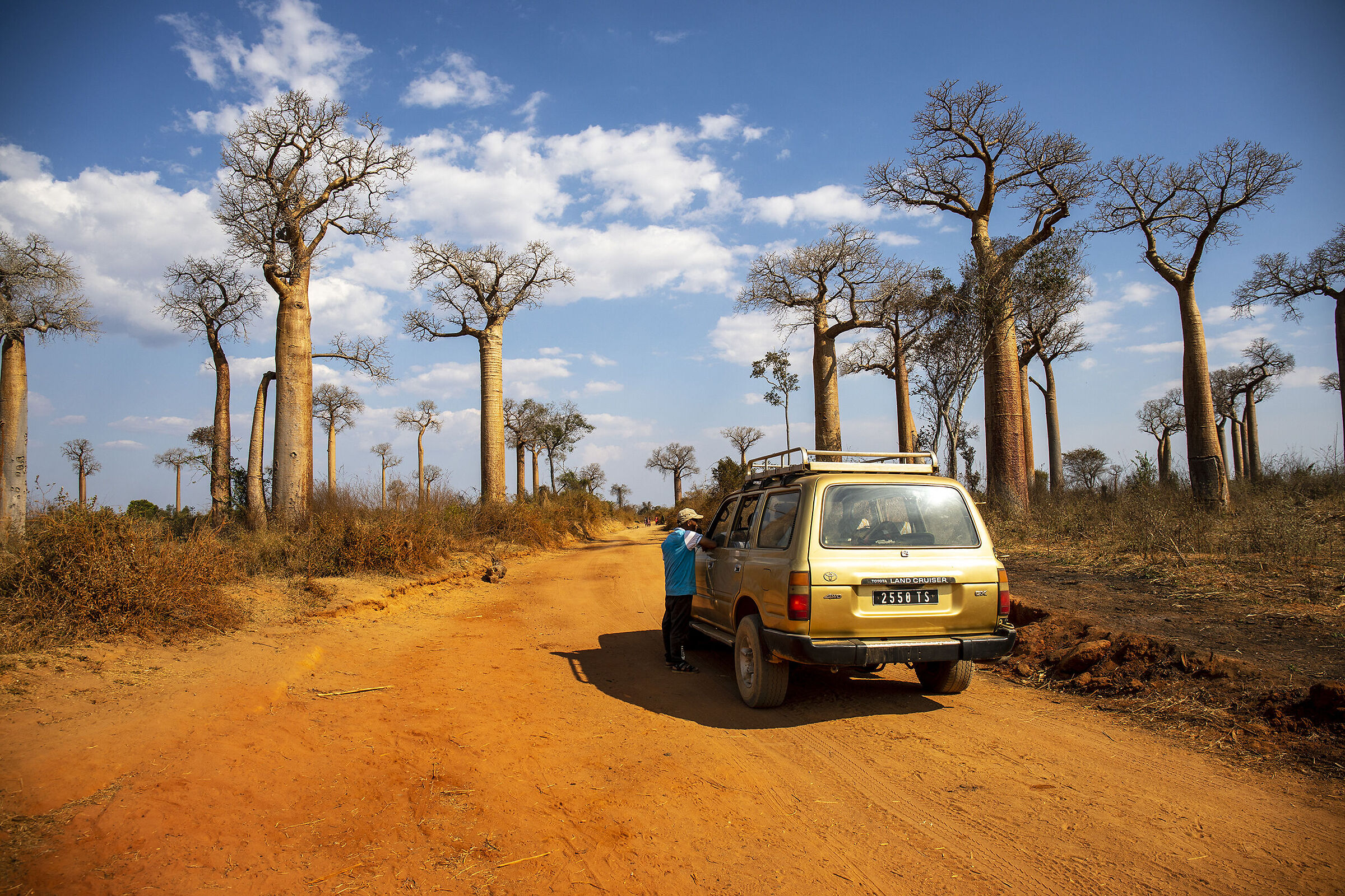 lost among the baobabs...