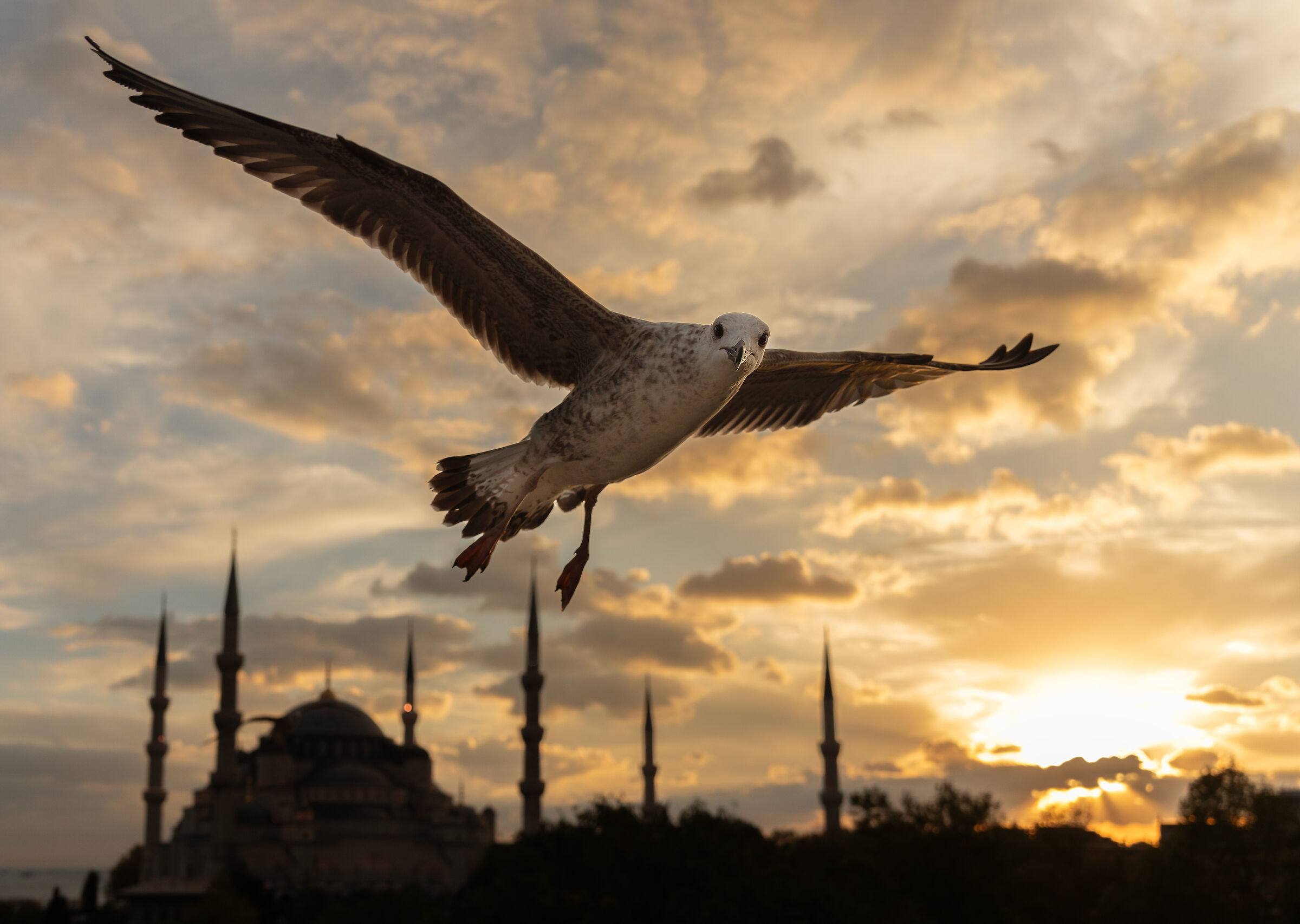 The Seagull and the Blue Mosque...