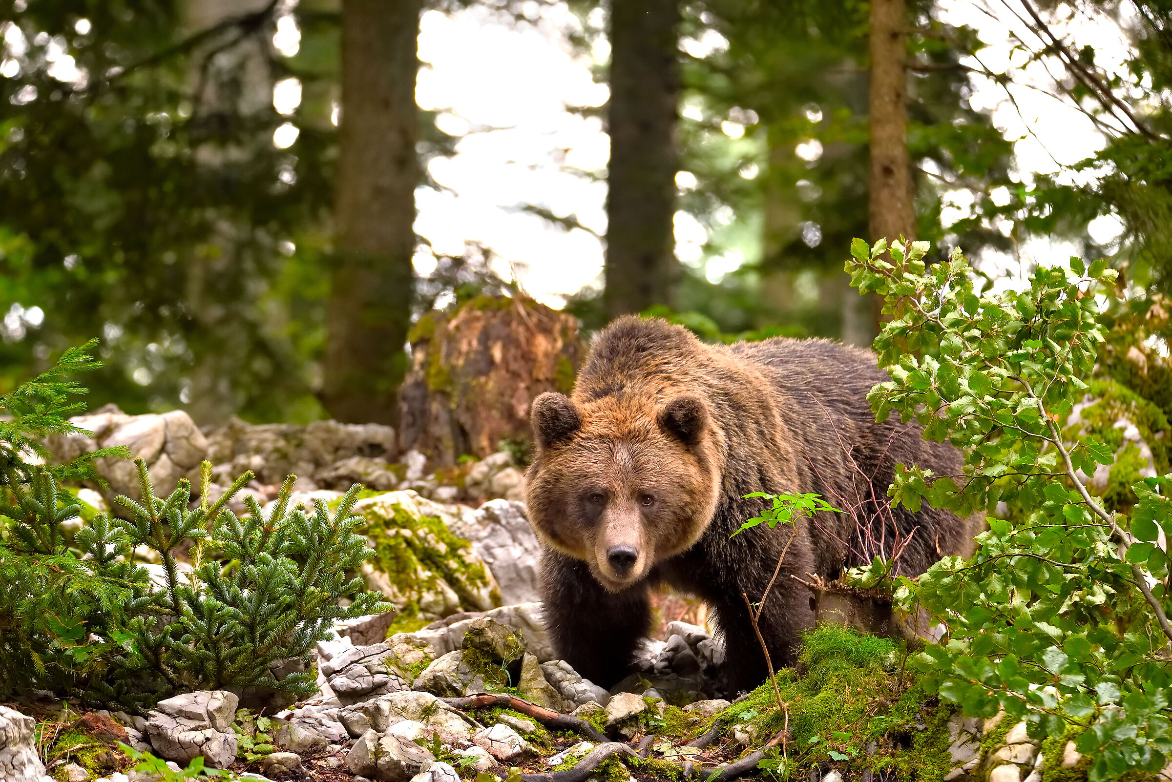 A European brown bear patrolling the area ...