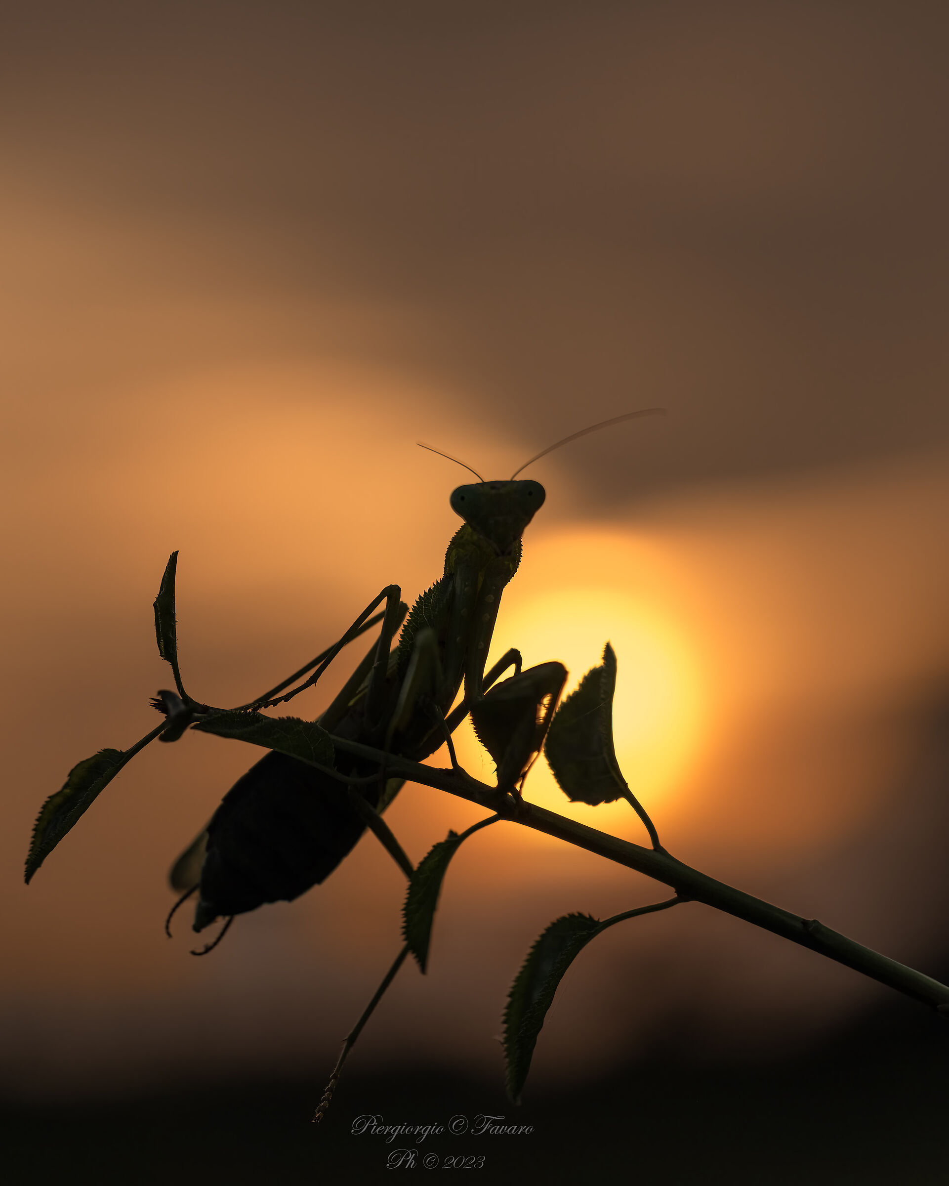 Praying Mantis at sunset....