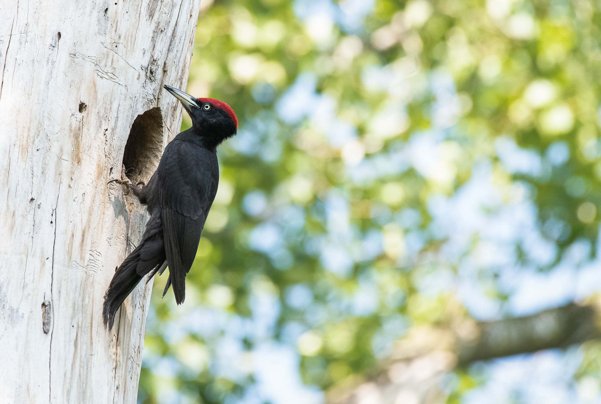 male black woodpecker...