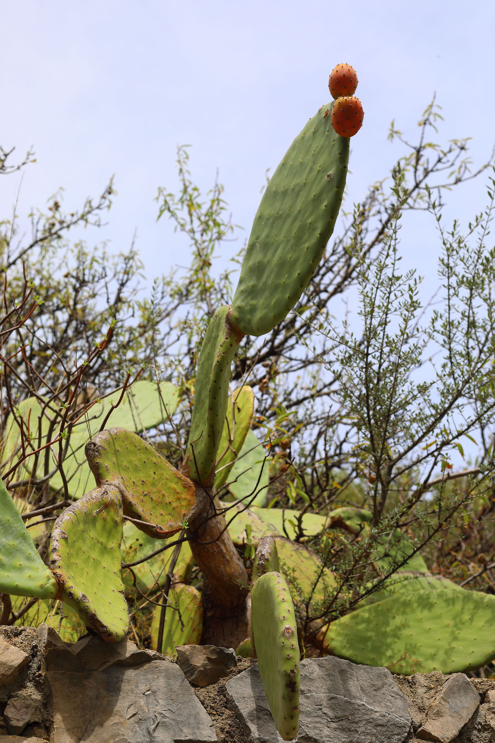 Cactus Posada (Nu) 19-09-2023...