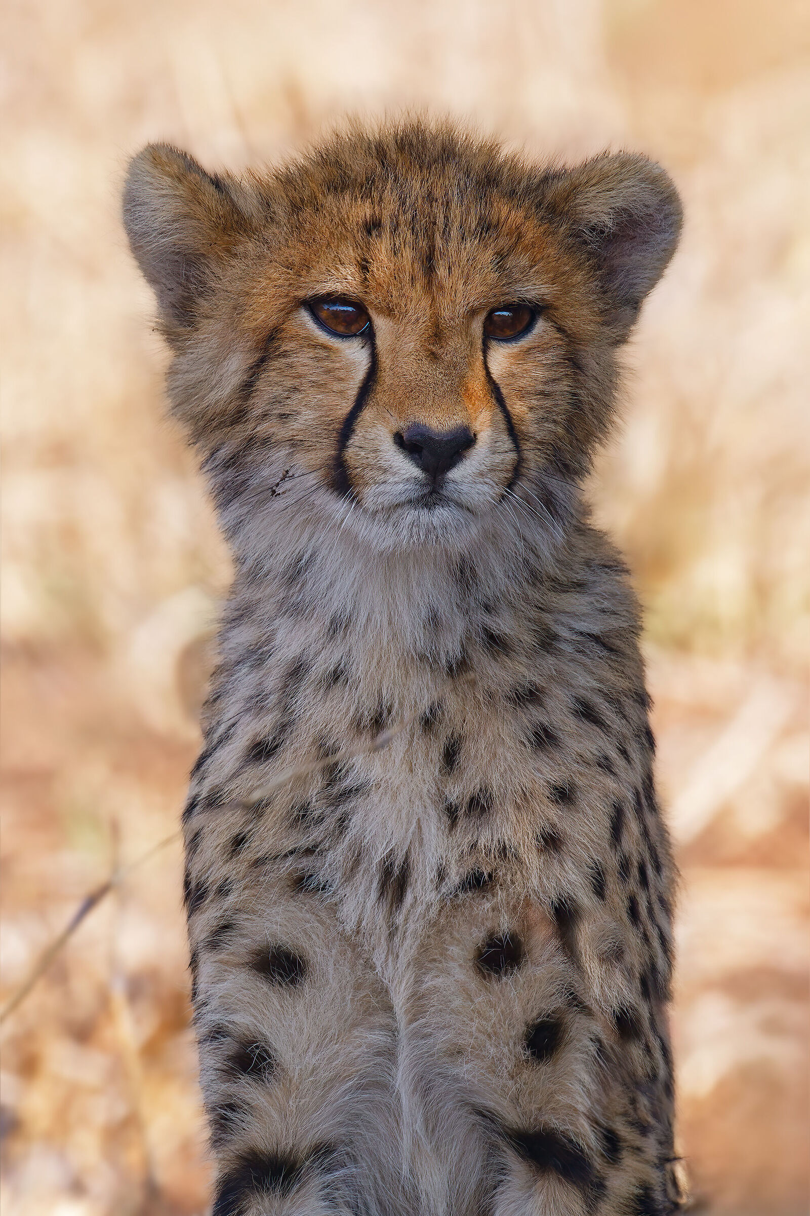 Cheetah cub...