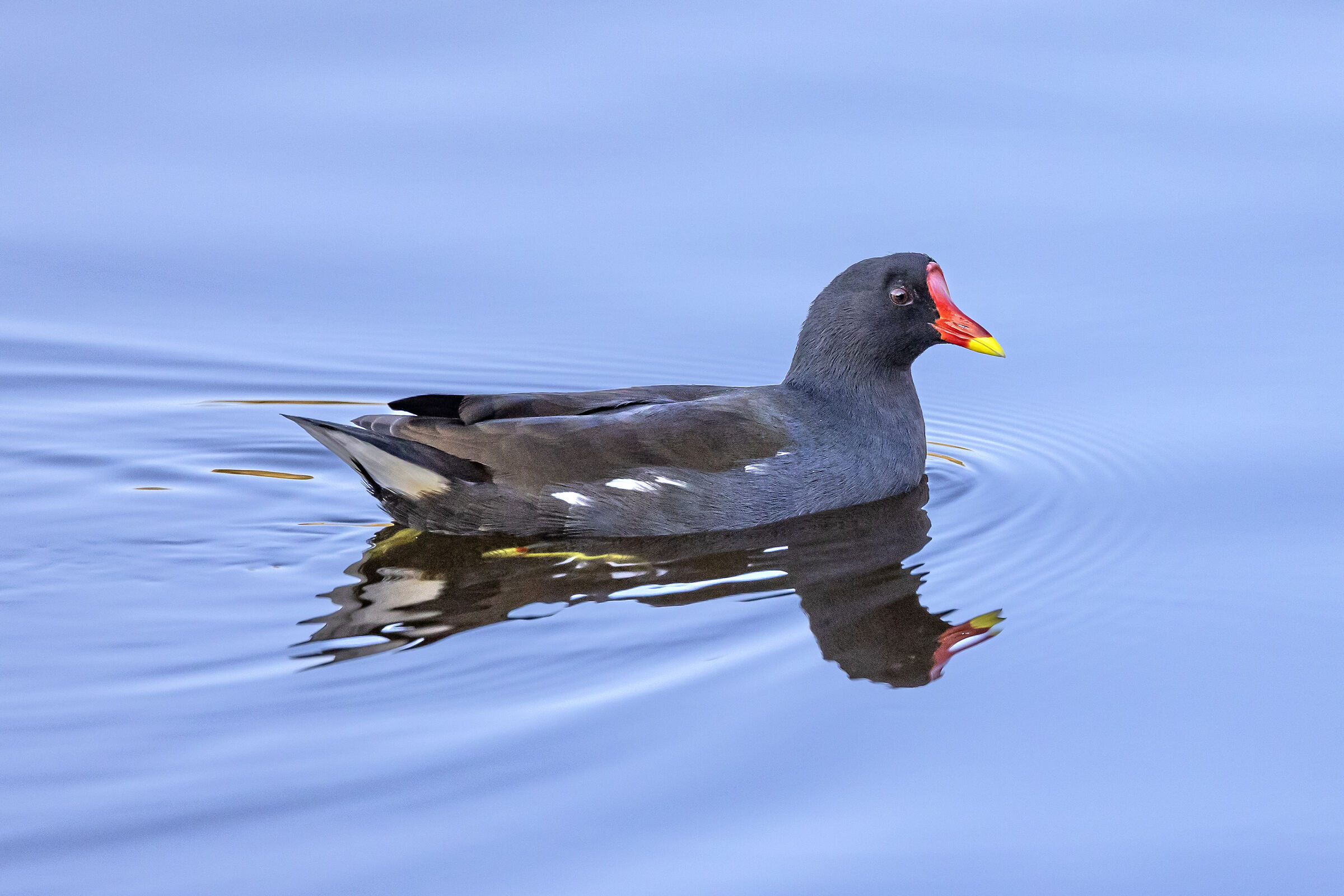 Red coot...