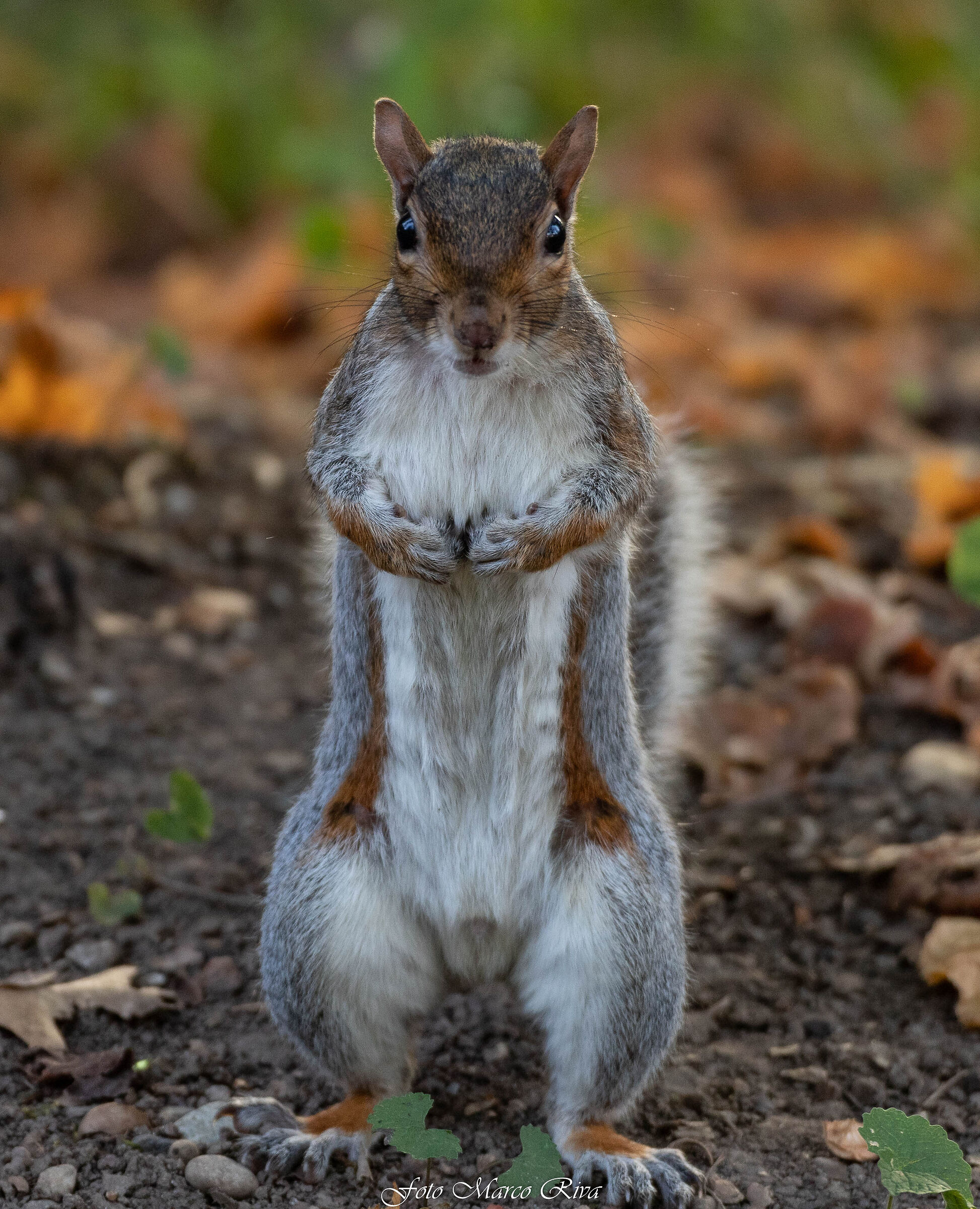 Squirrel posing...