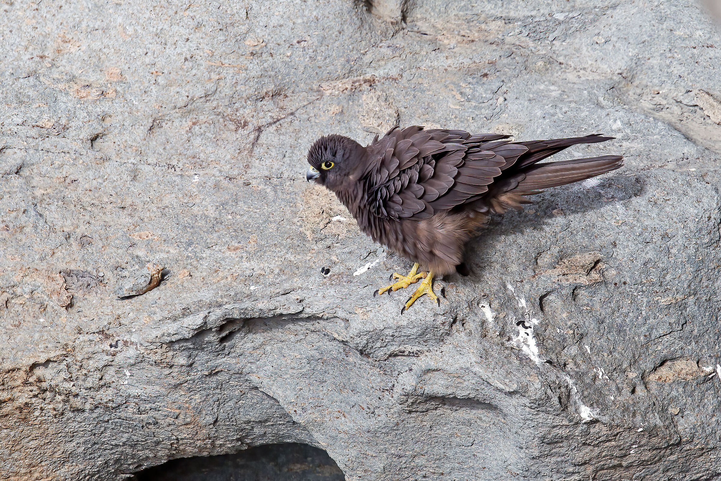 Falco eleonorae...