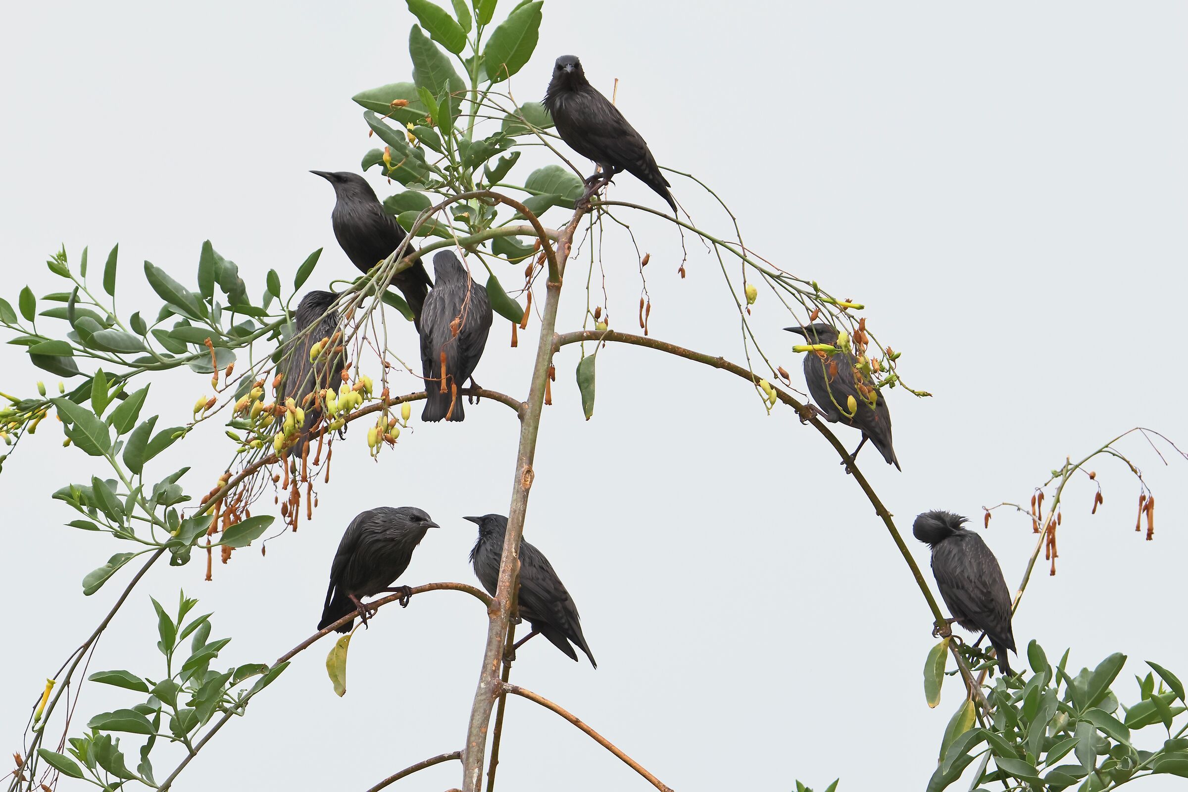 Black starlings...