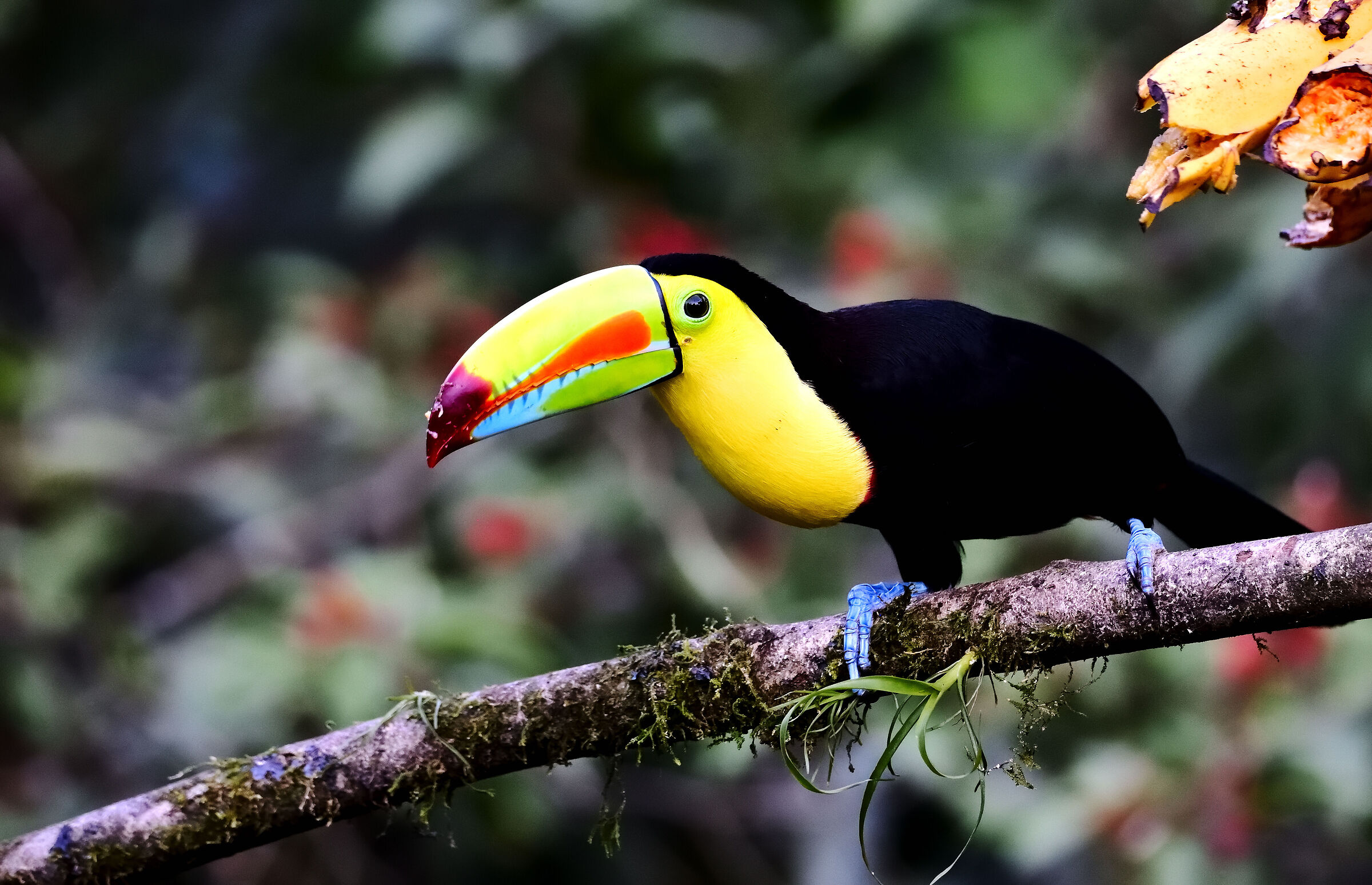 A colorful Keel-billed toucans posing on a branch...