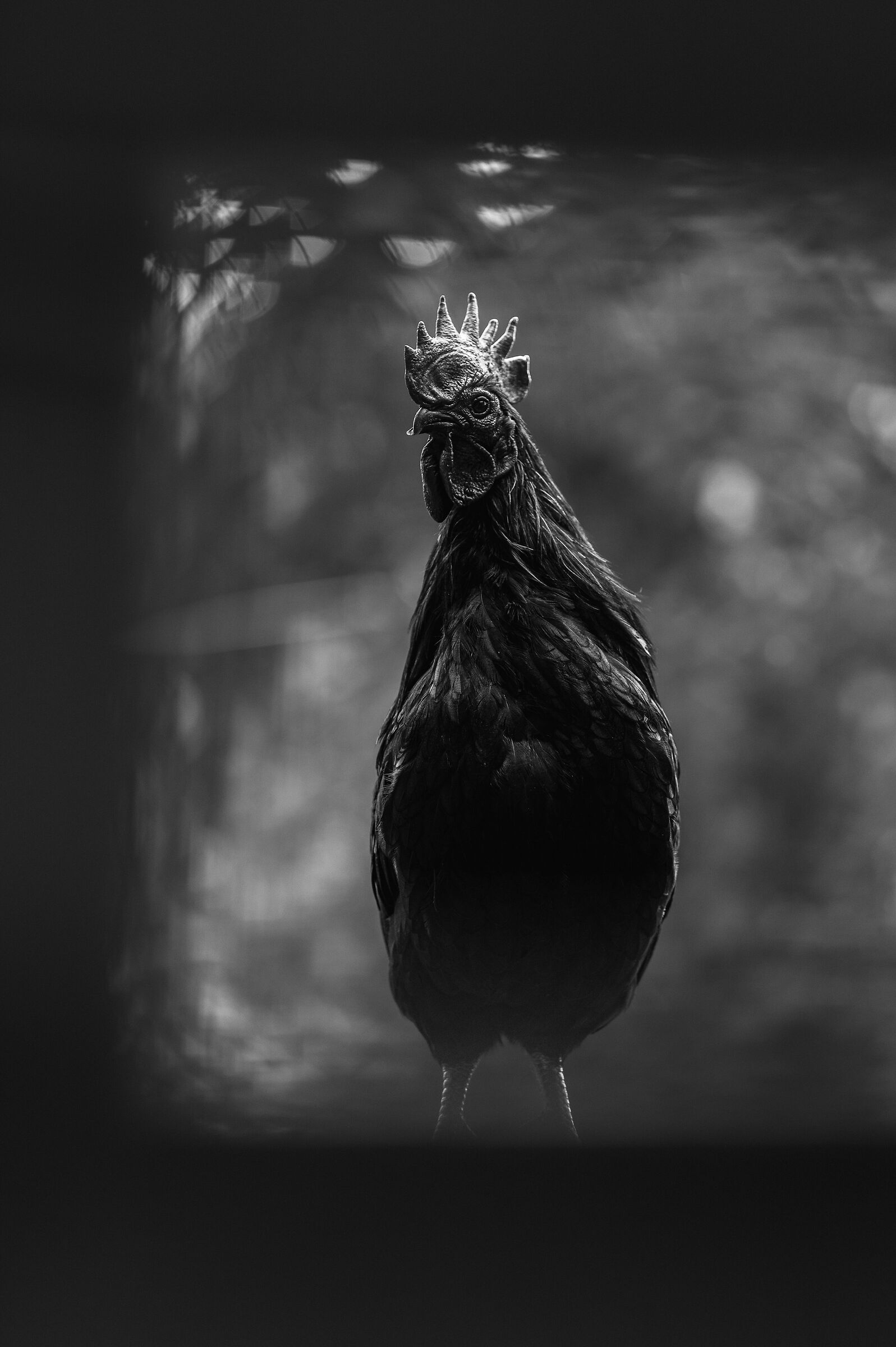 Ayam Cemani - Gallo nero indonesiano...