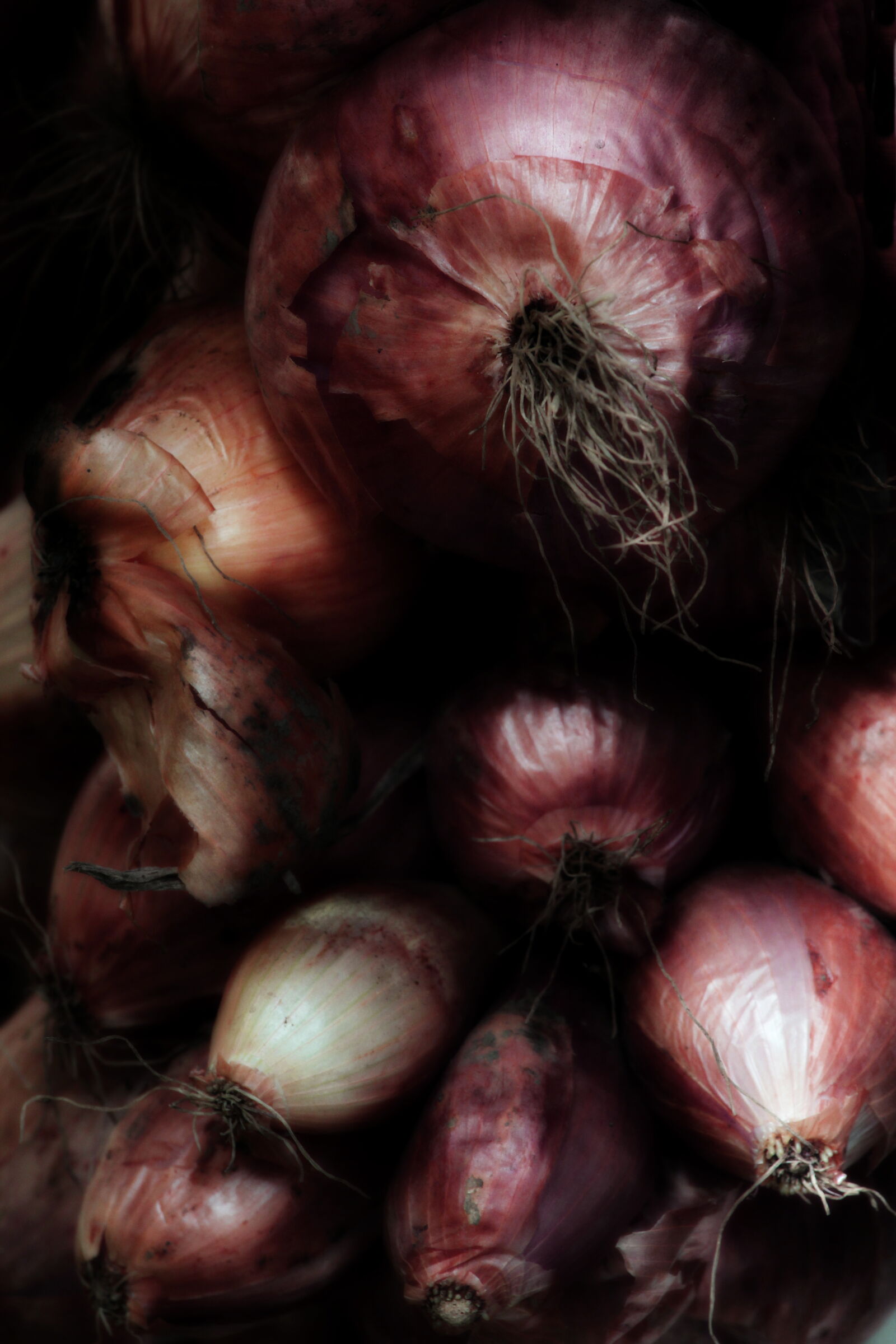 Onions in chiaroscuro...