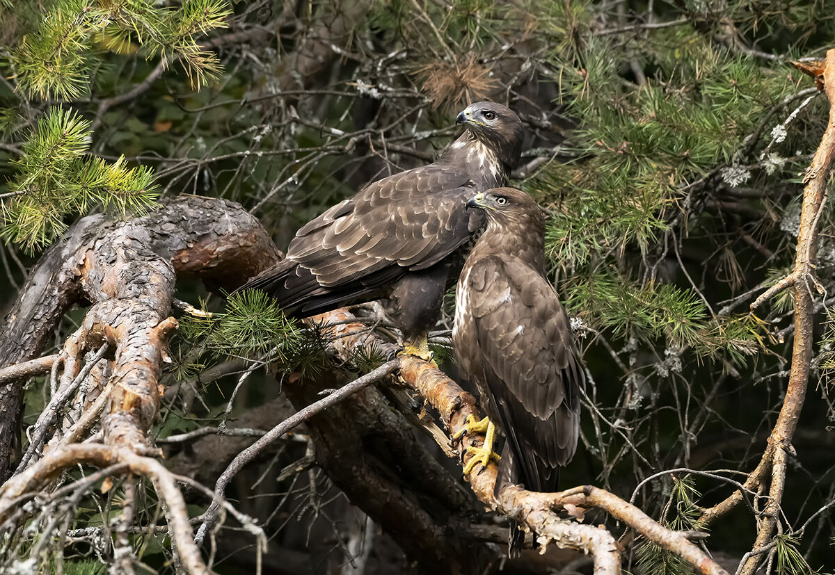 pair of buzzards on the Scots pine ...