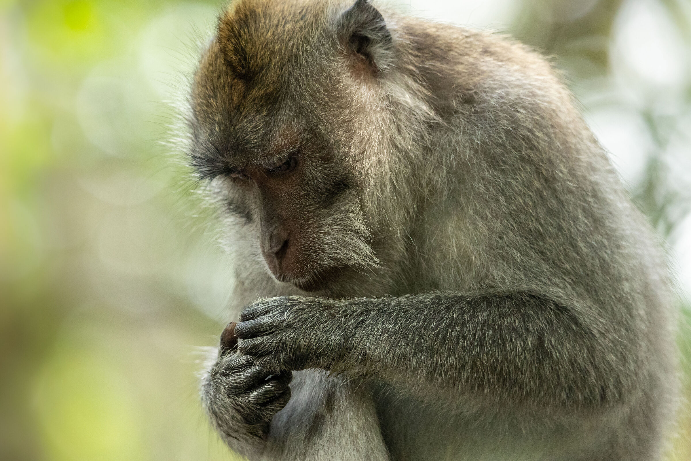 Ubud Monkey Forest (Bali)...