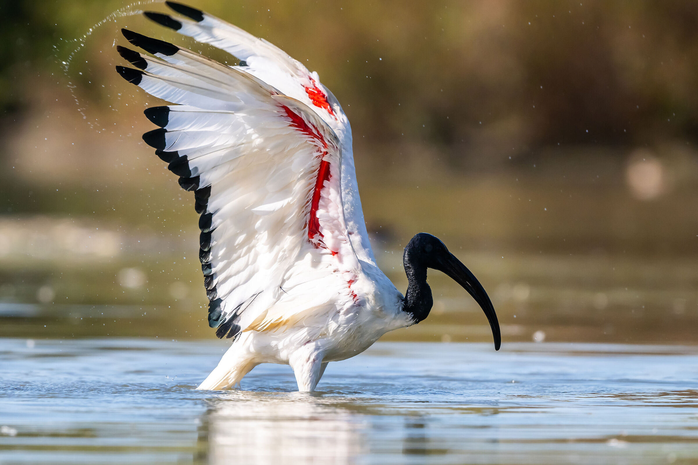 Sacred ibis...