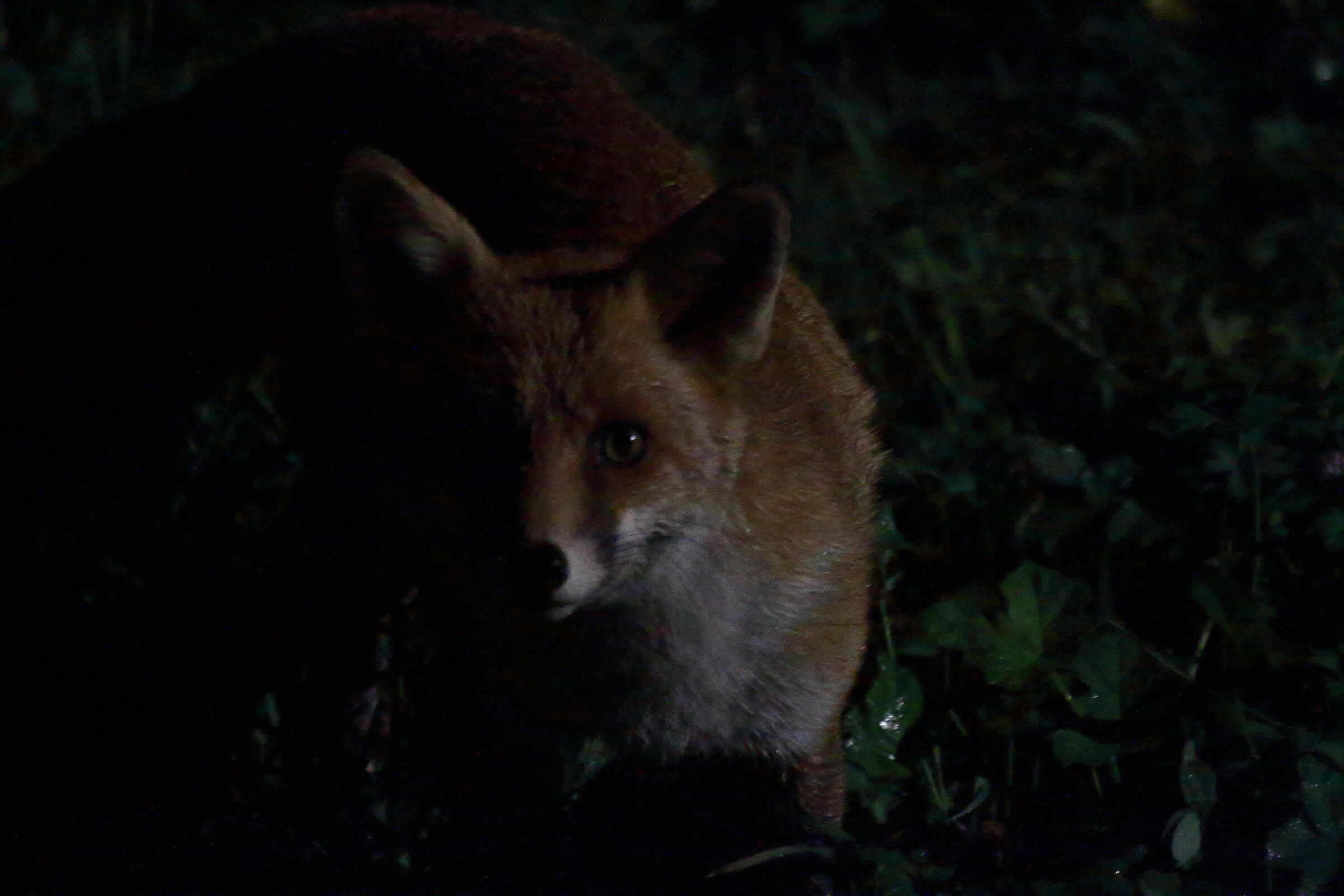 curious fox ...