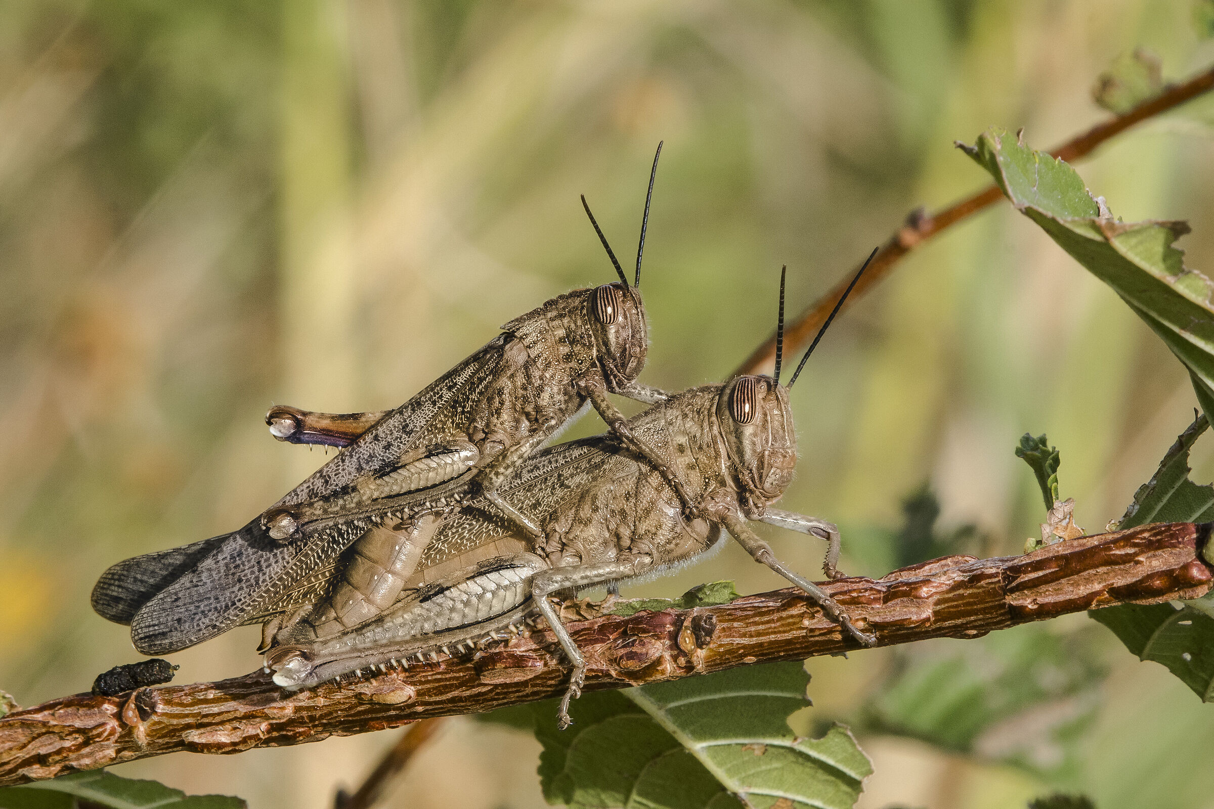 Egyptian locust (Anacridium aegyptium (Linnaeus, 1764)...