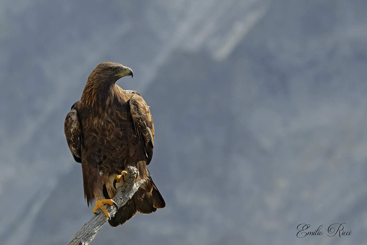 Golden eagle Italian Alps...