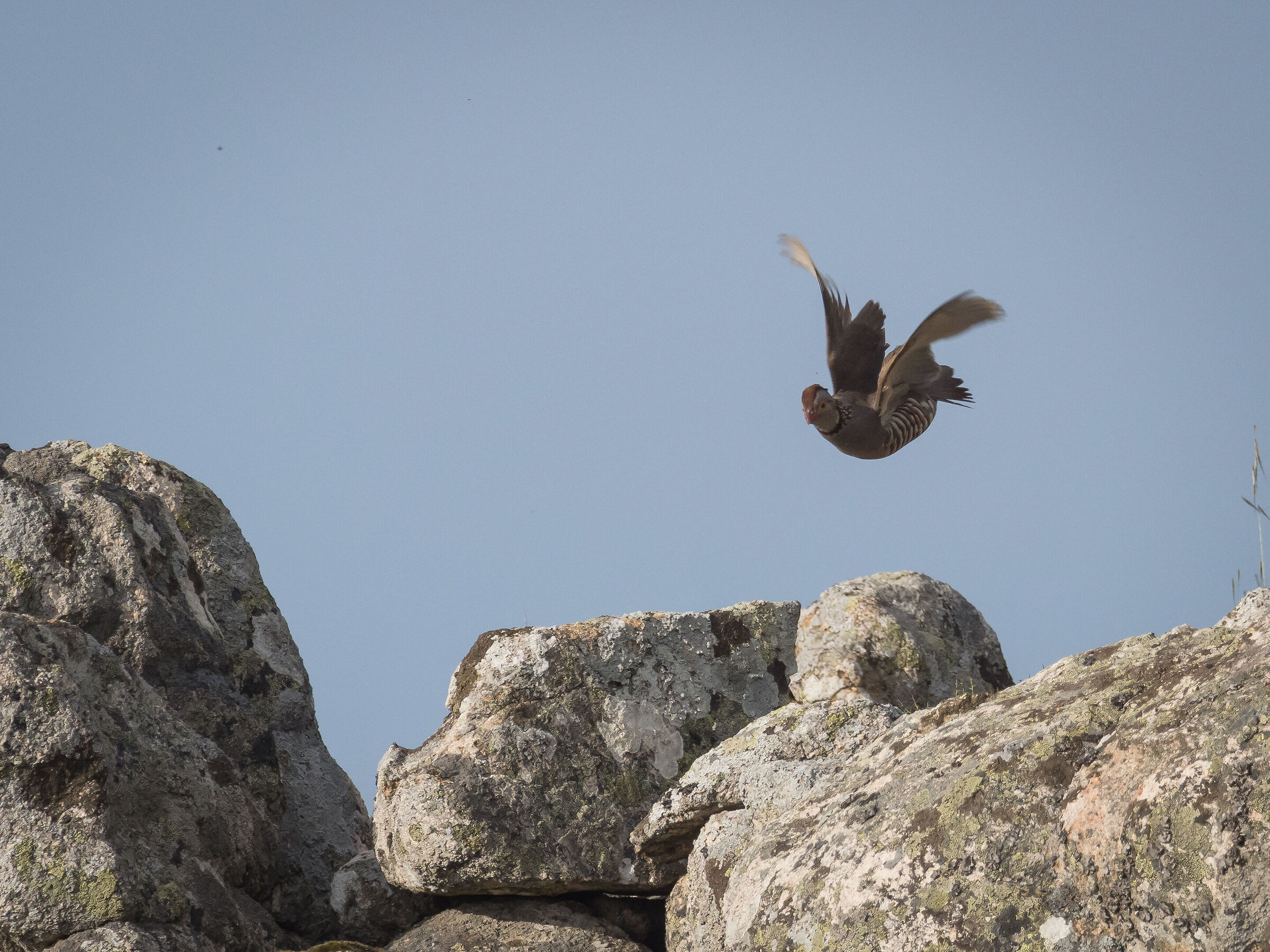 Sardinian partridge in flight...