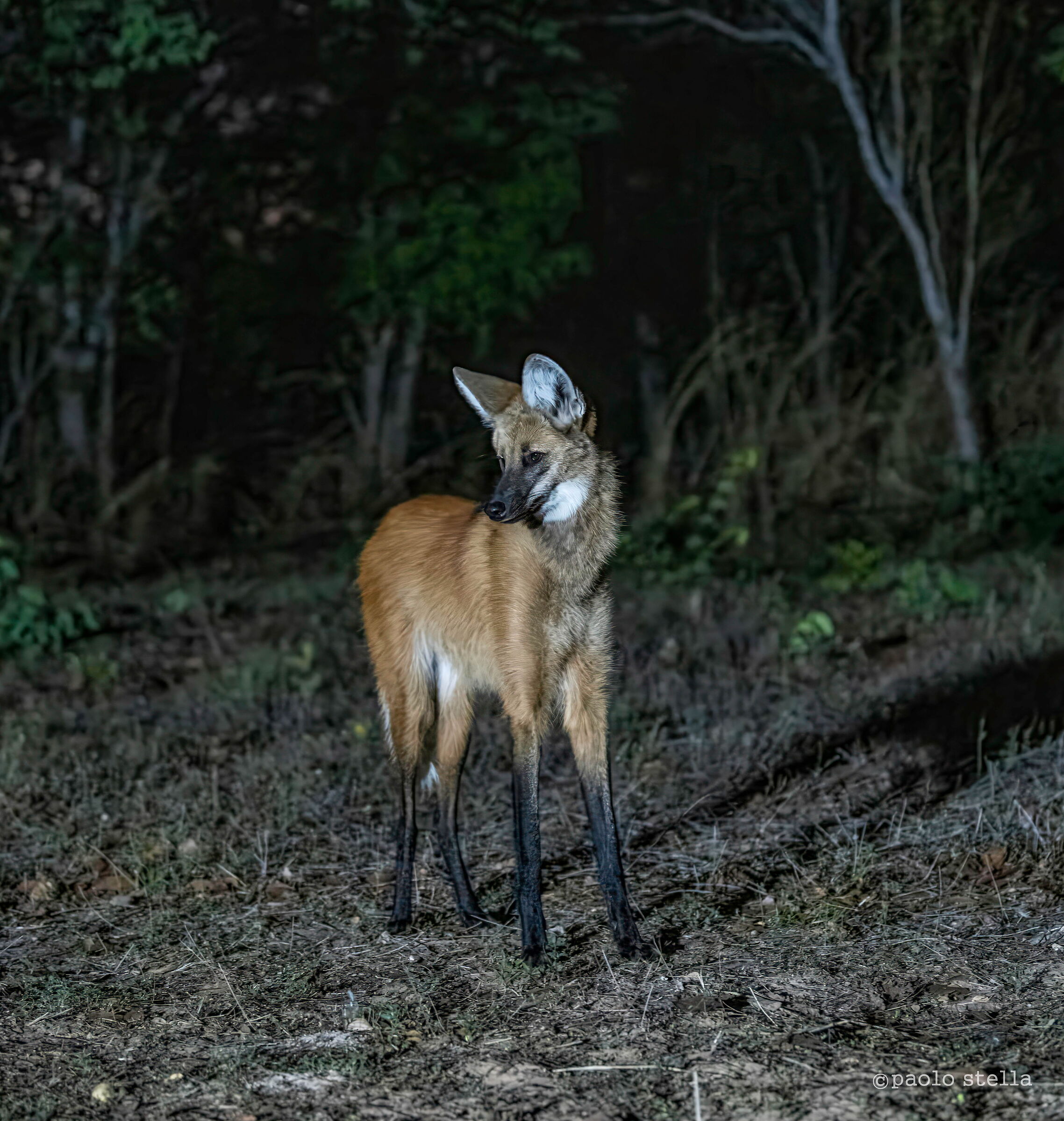 The maned wolf...