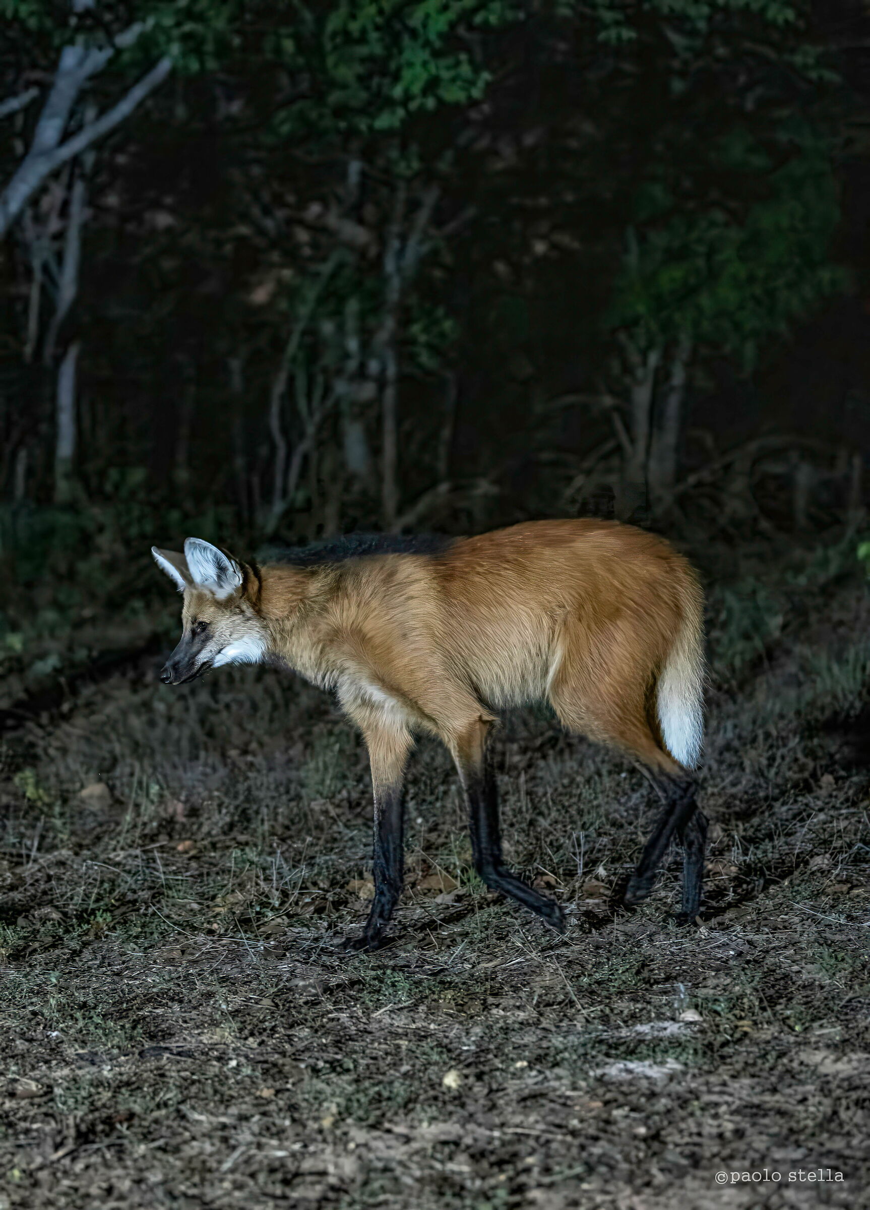 The maned wolf...