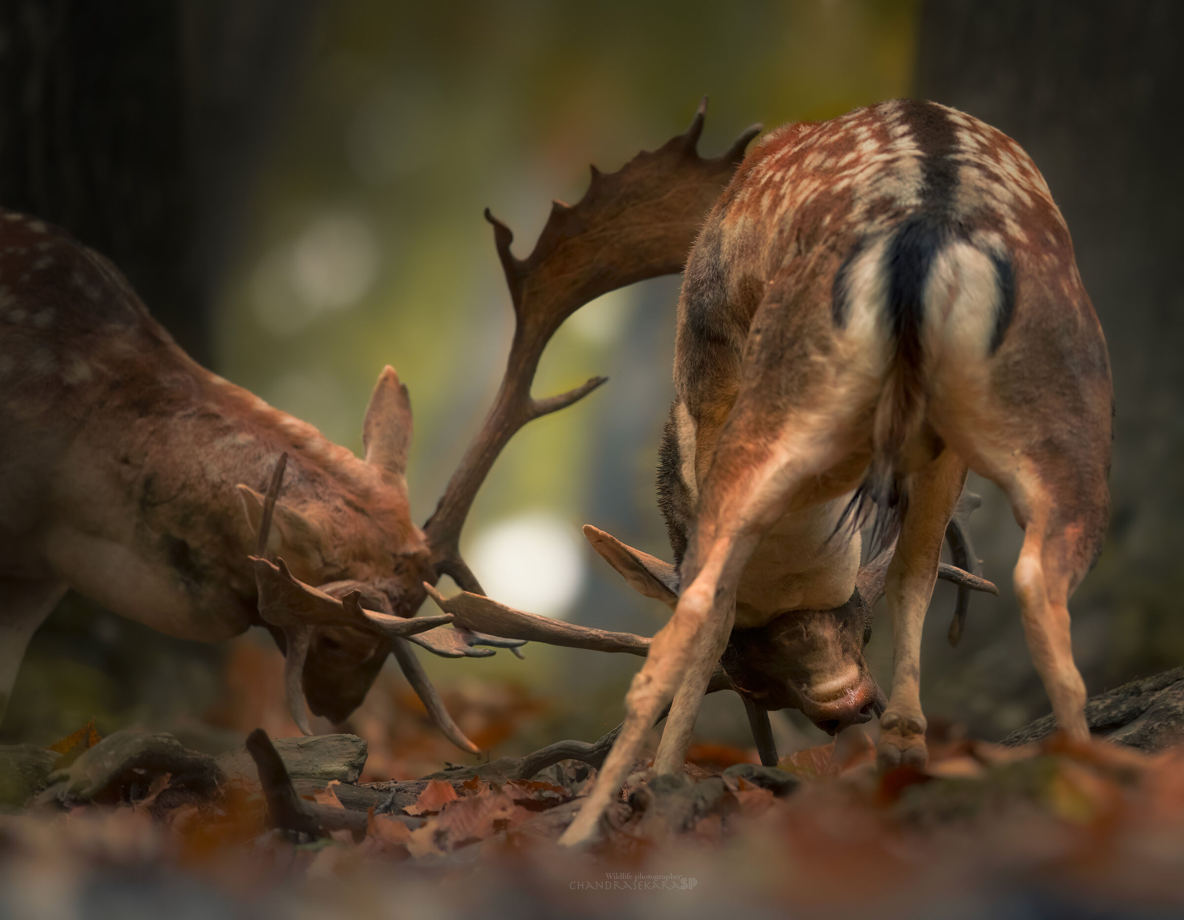 Fallow deer fighting...