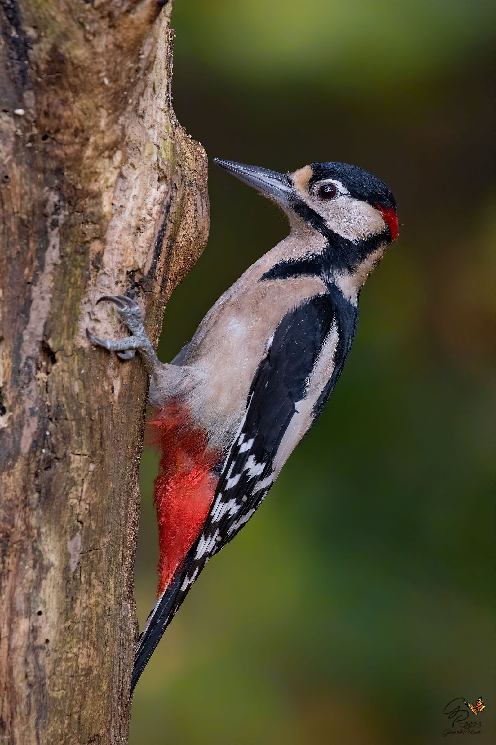 Greater spotted woodpecker (male)...