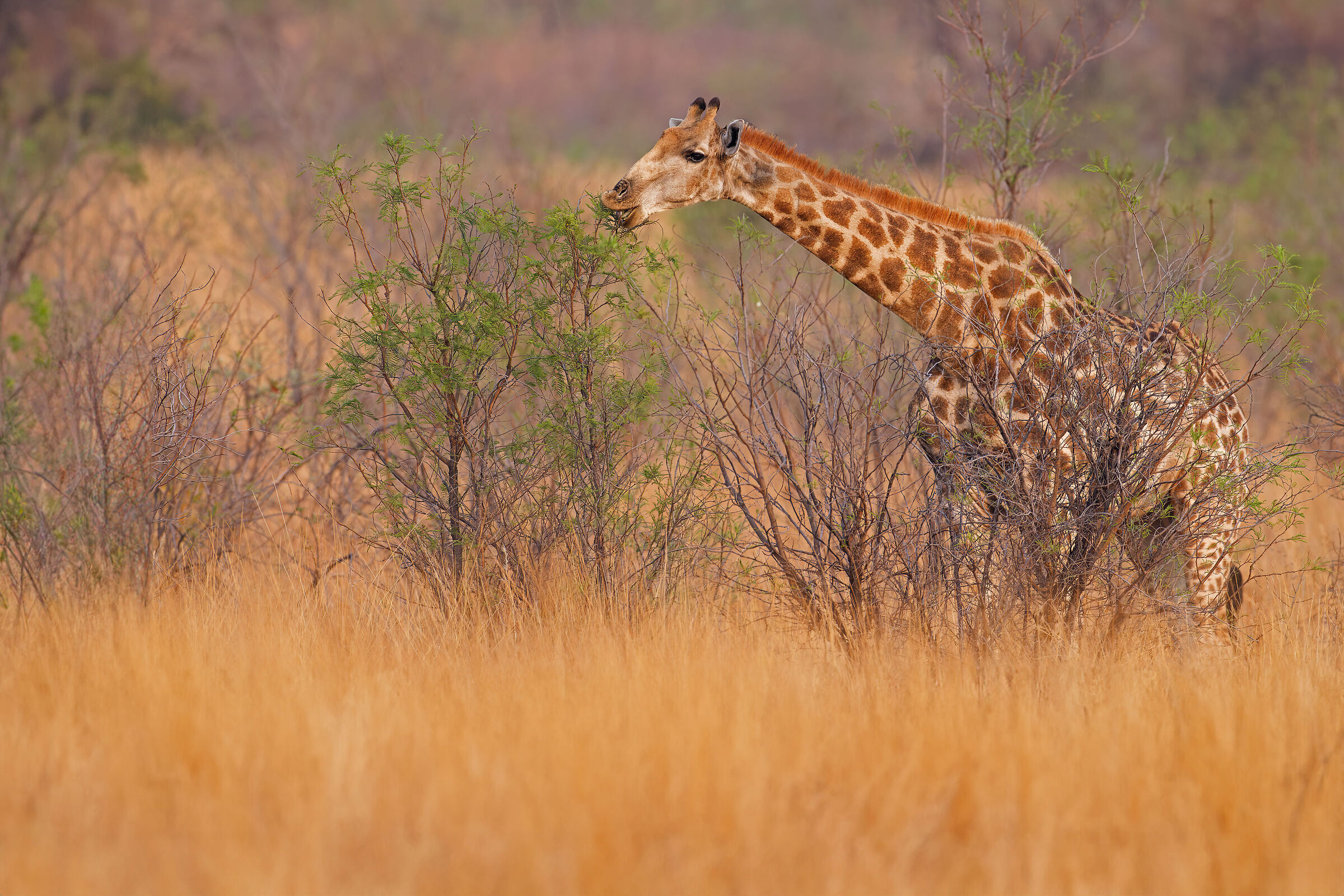 Giraffe in the bush...