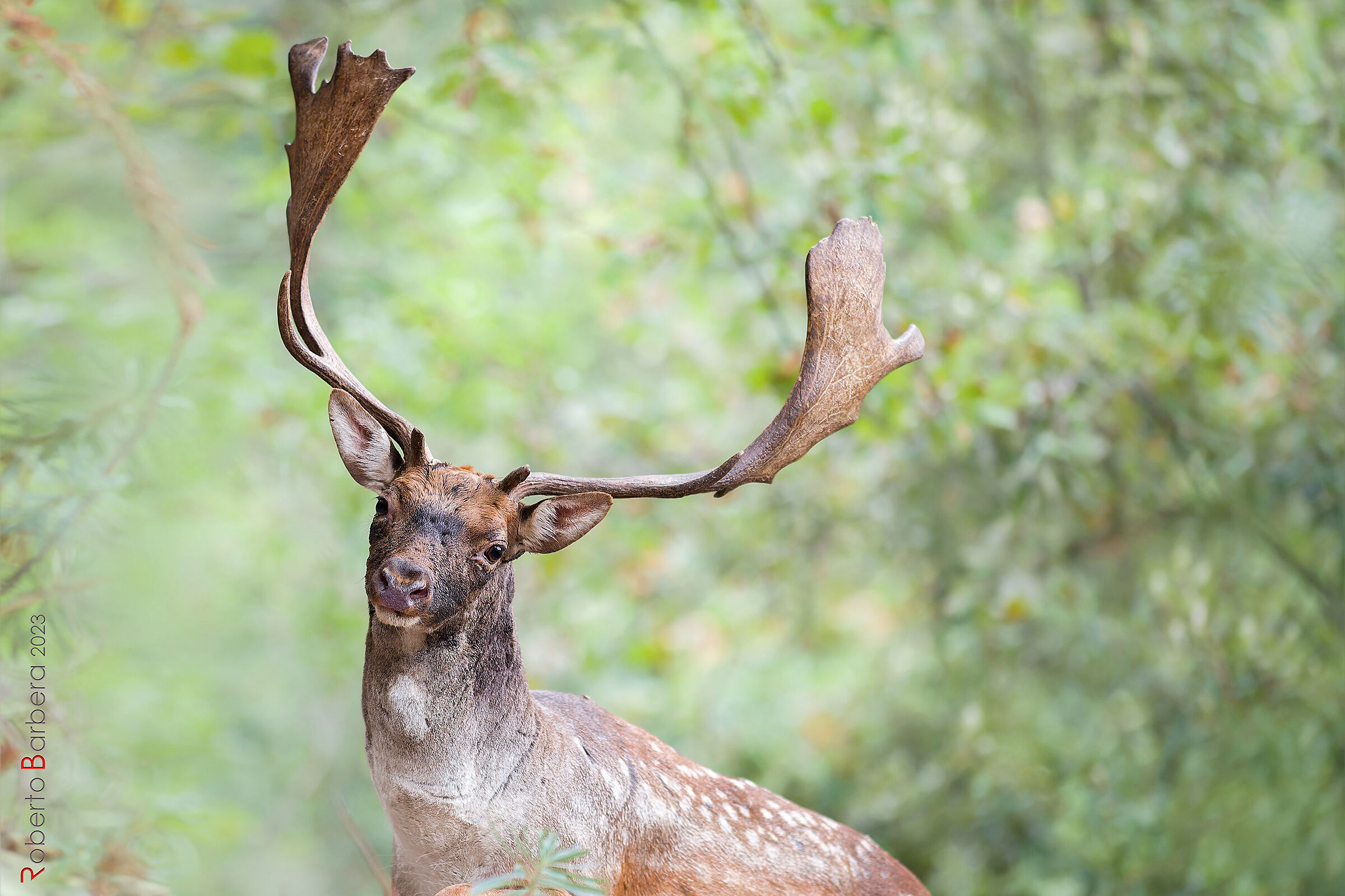 Male fallow deer in the mating season...