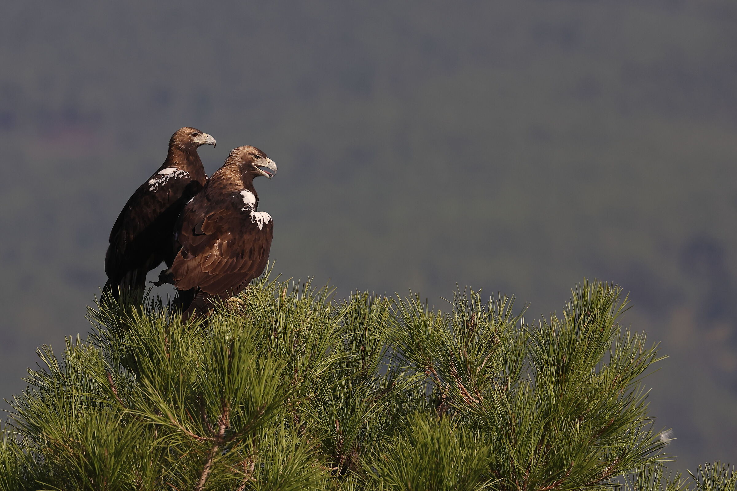 Pair of adult Imperial Eagles...