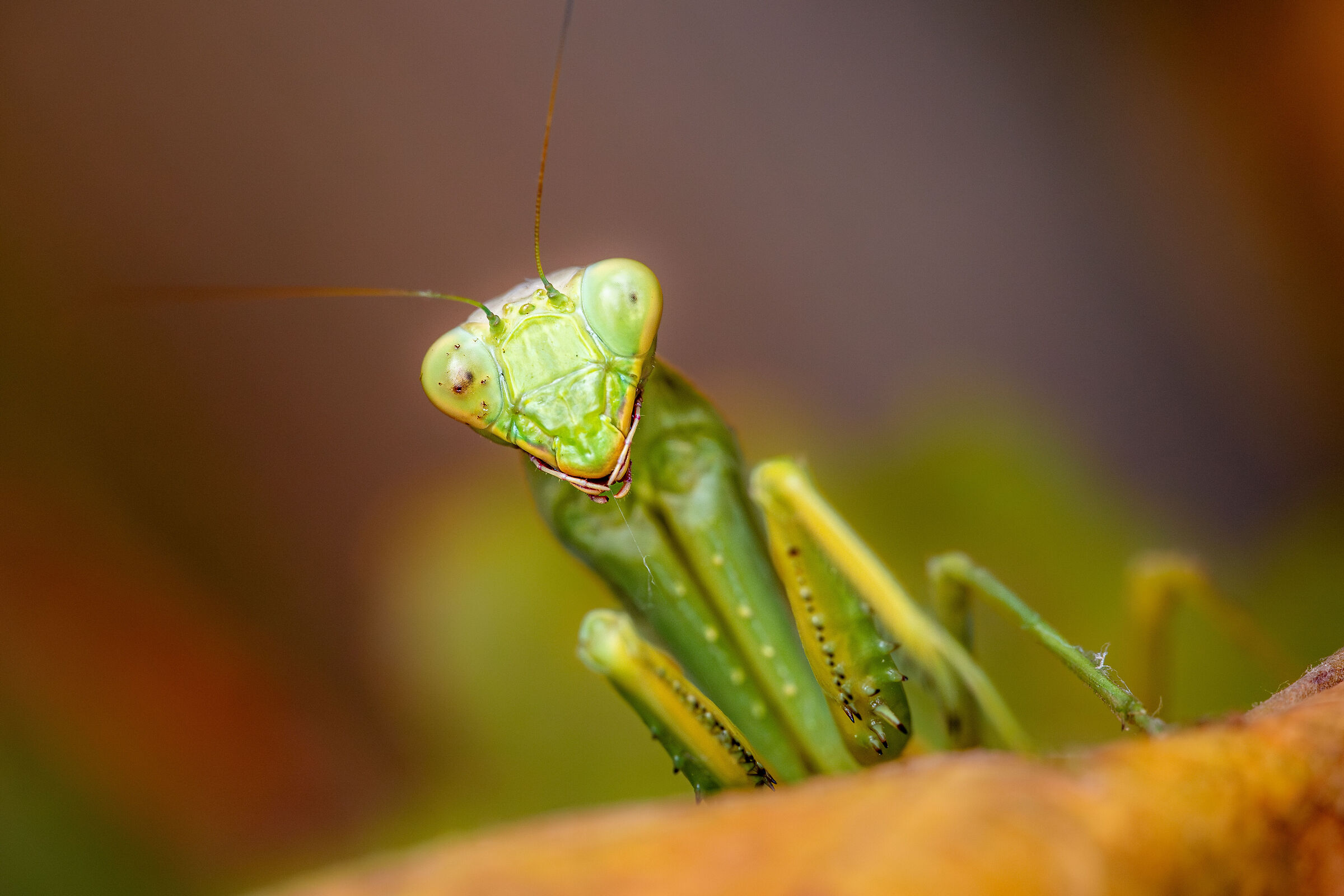 Hi there!mantis in autumn...