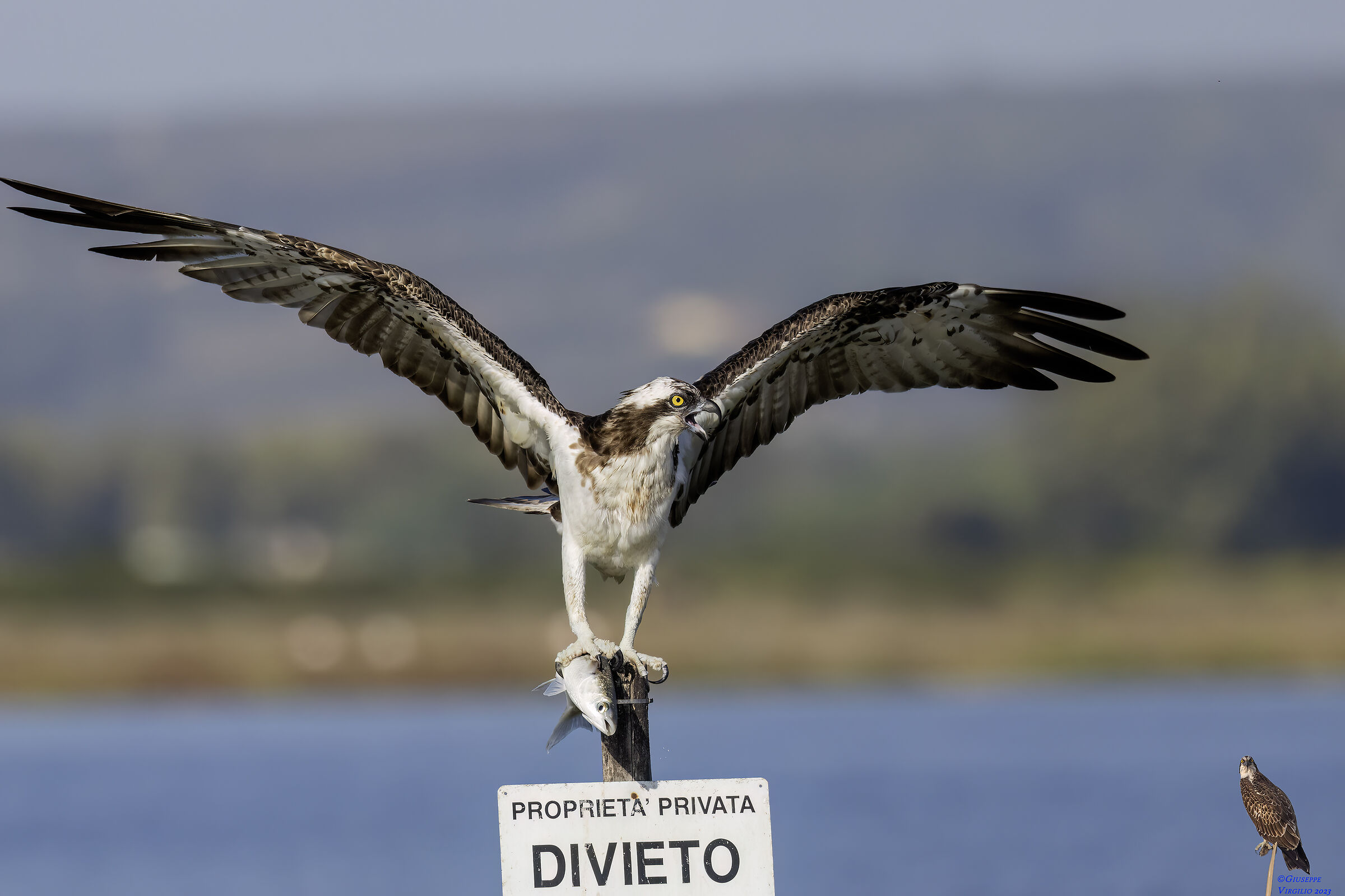 Osprey (Sardinia ) 2023...