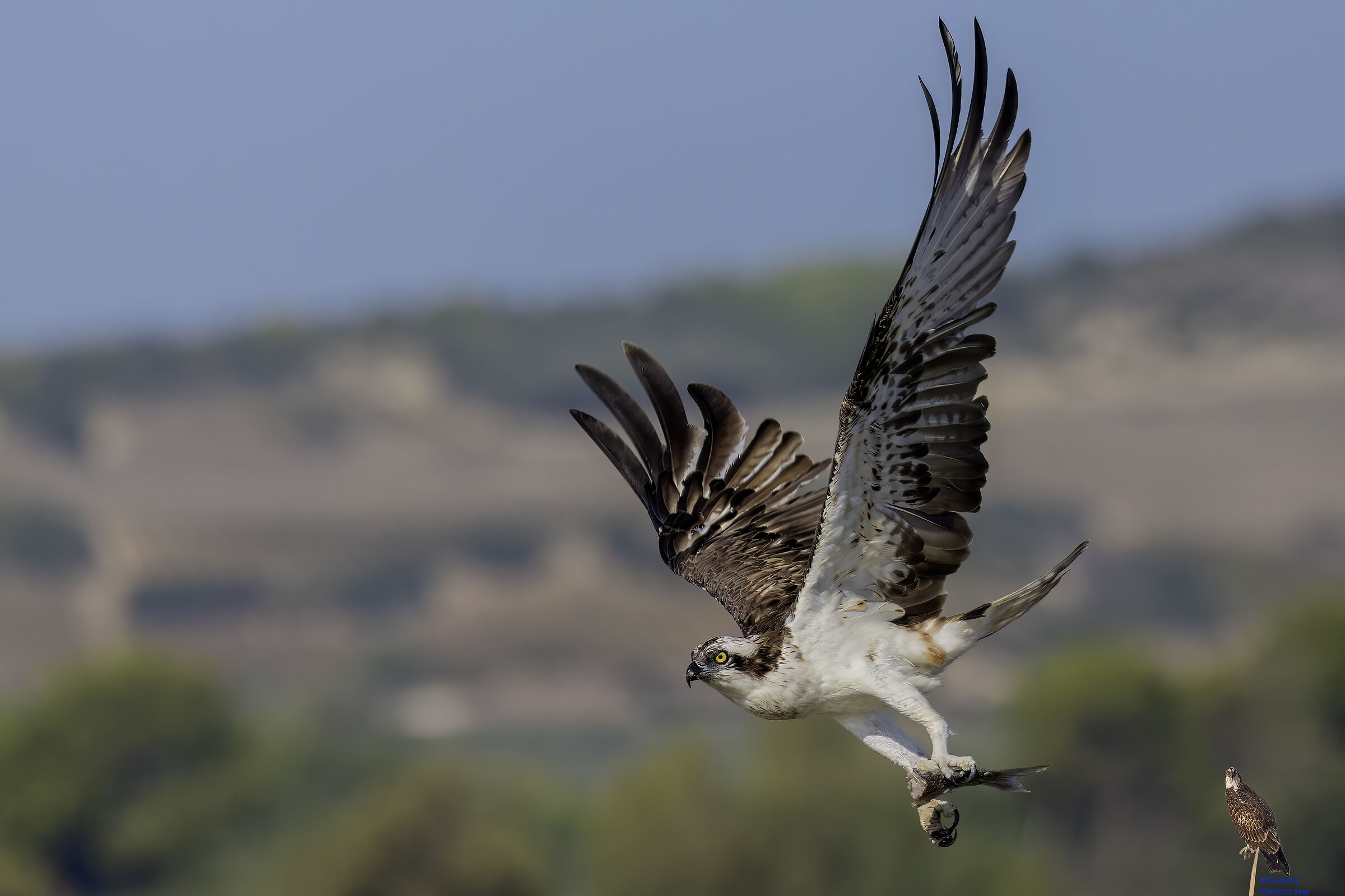 Falco Pescatore (Sardegna ) 2023...