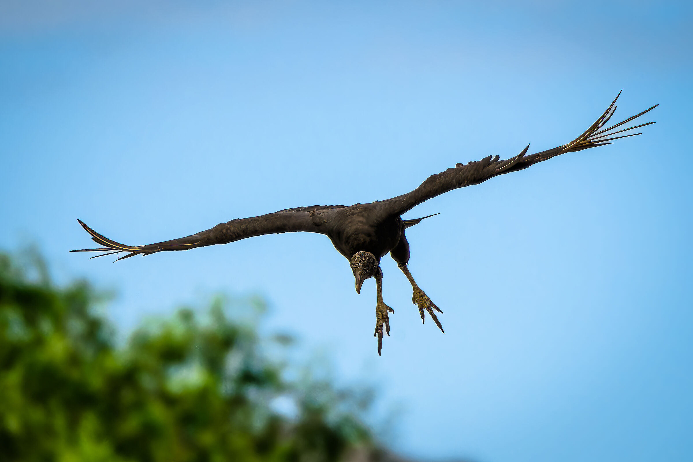 Black-headed Vulture (Argentina)...