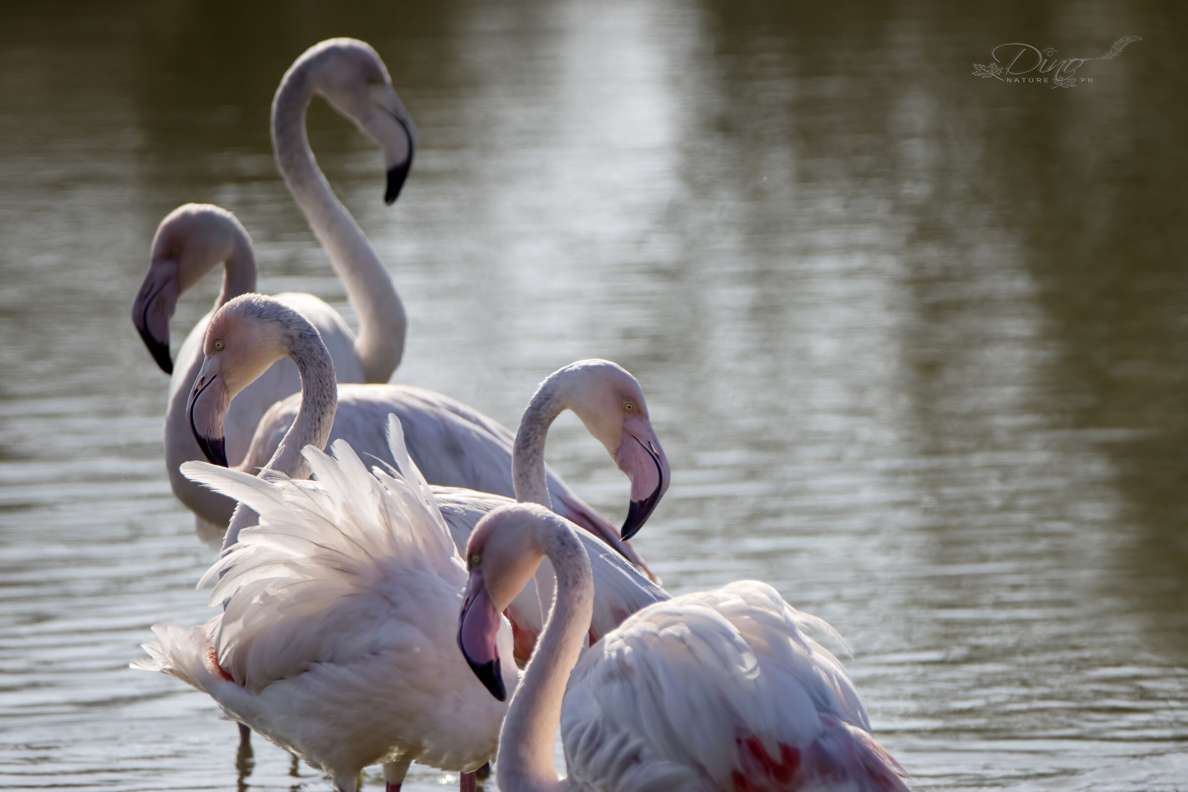 Flamingos posing...