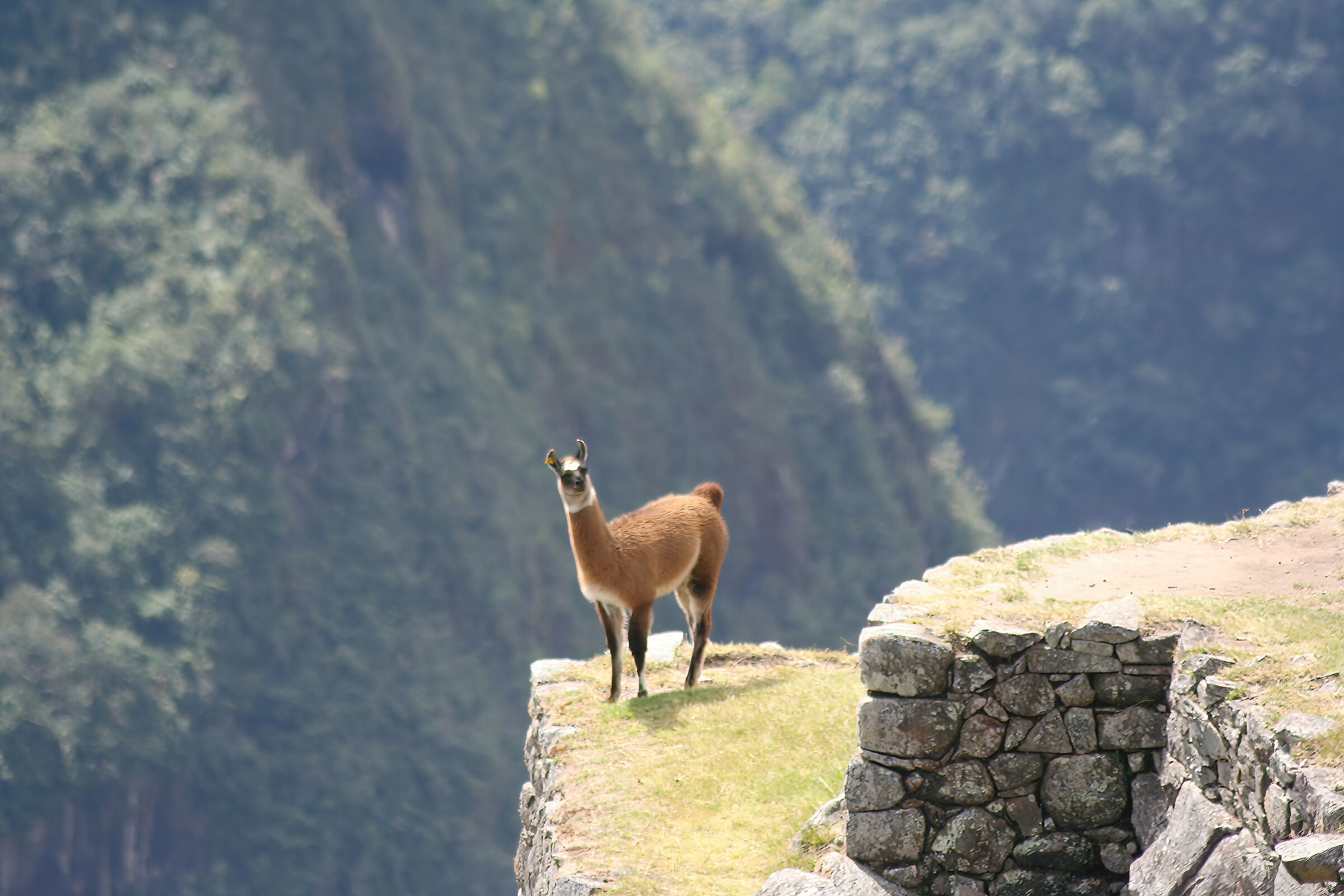 The Guardian of the Incas...