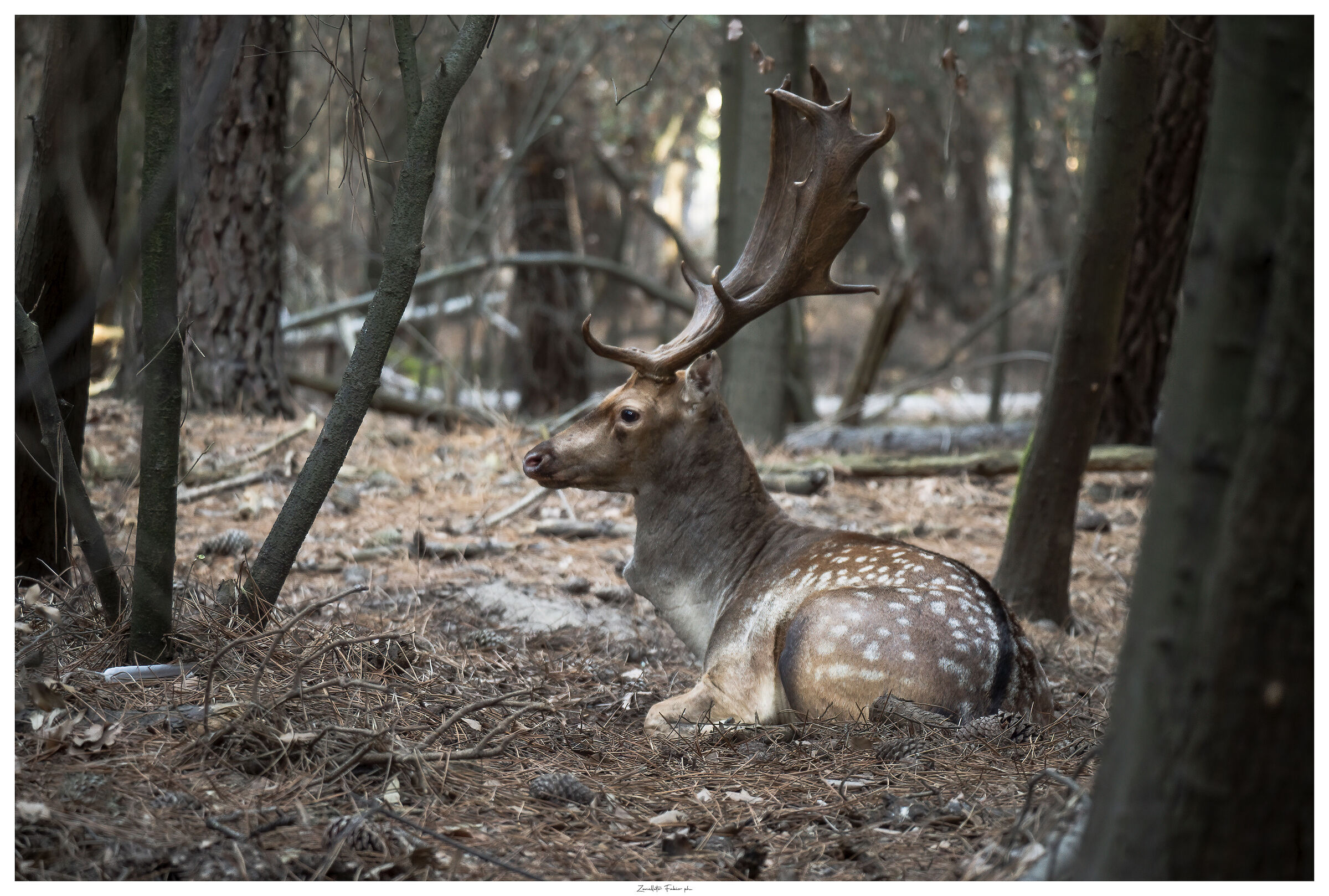 Fallow deer at rest (natural environment no zoo)...
