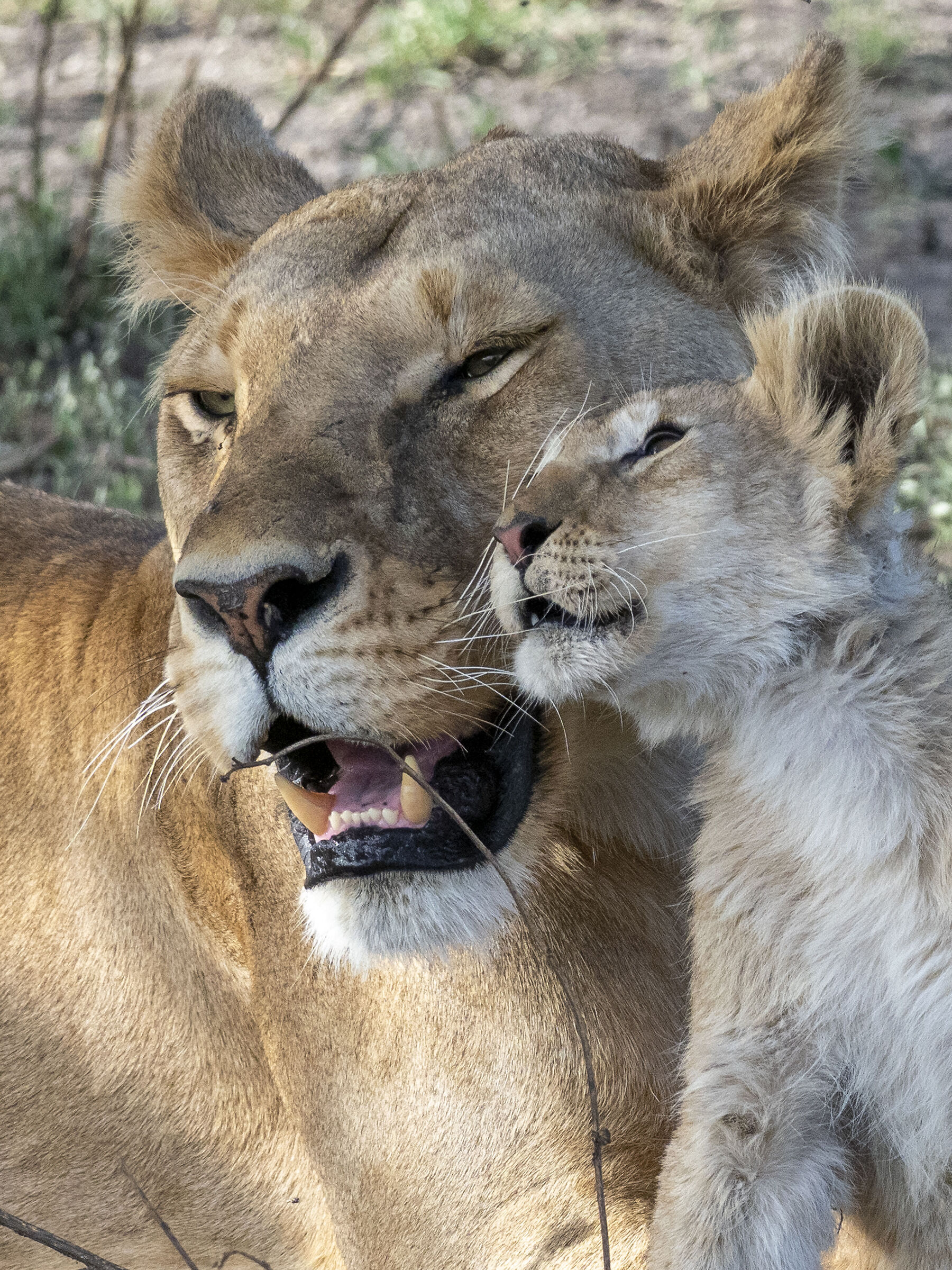 Lioness with cub - Tanzania...