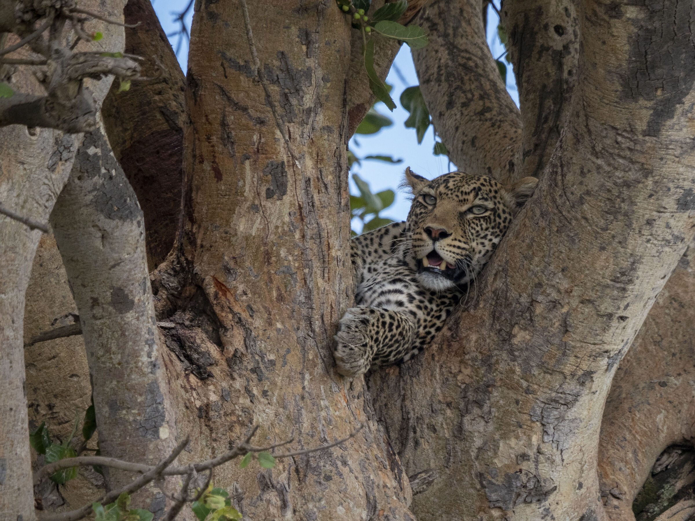leopardo- tanzania...
