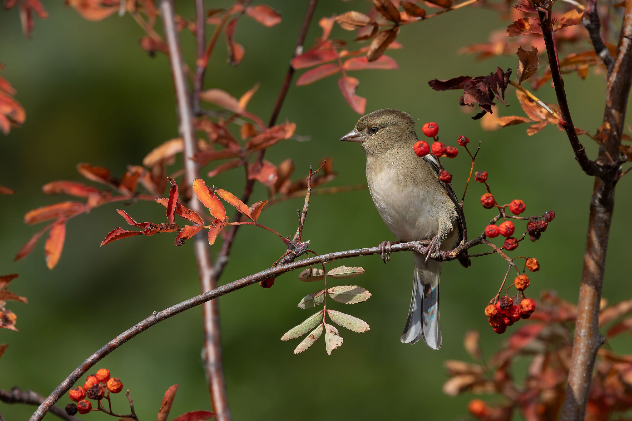 "Autumnal" female finch...