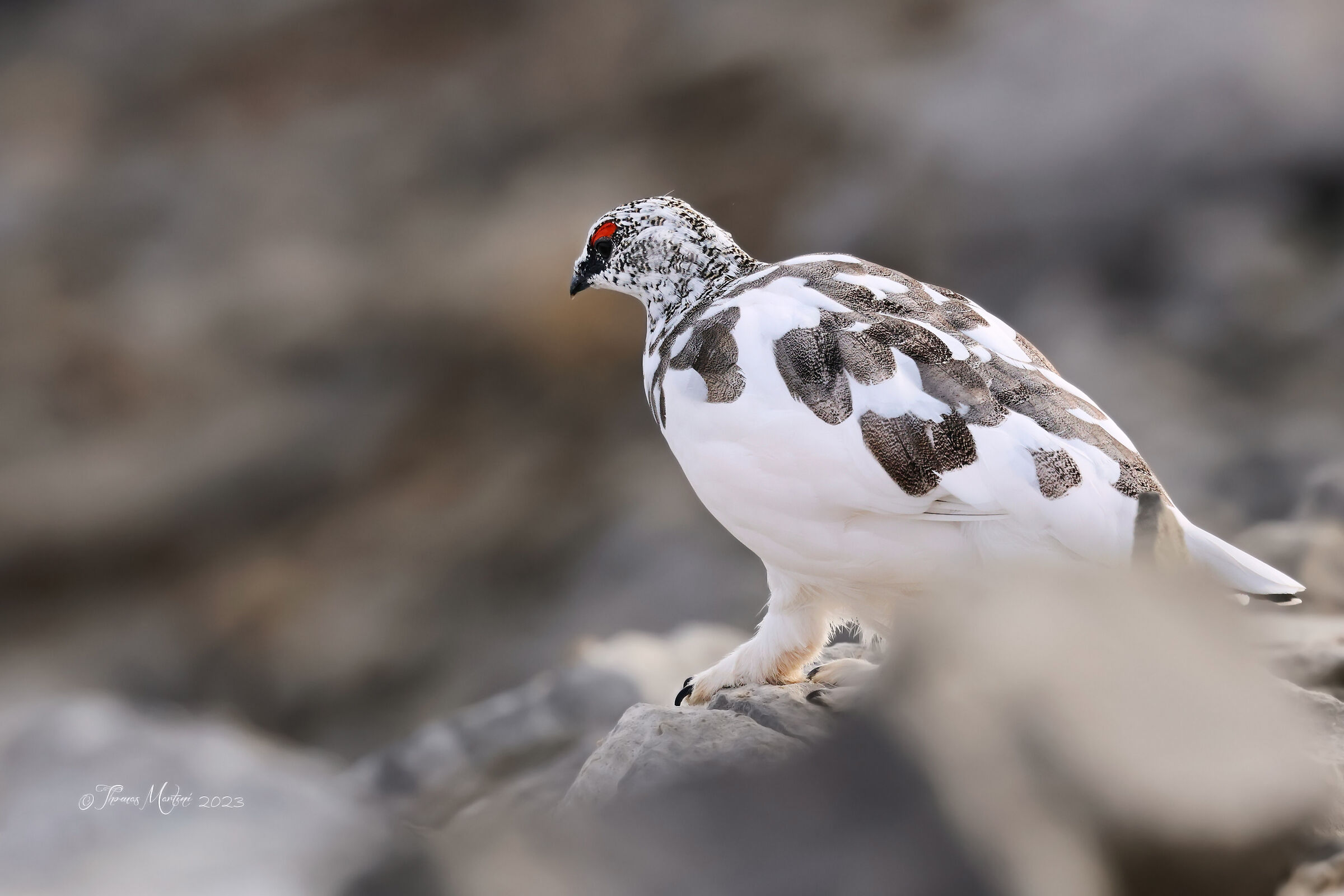 Ptarmigan in advanced moulting...