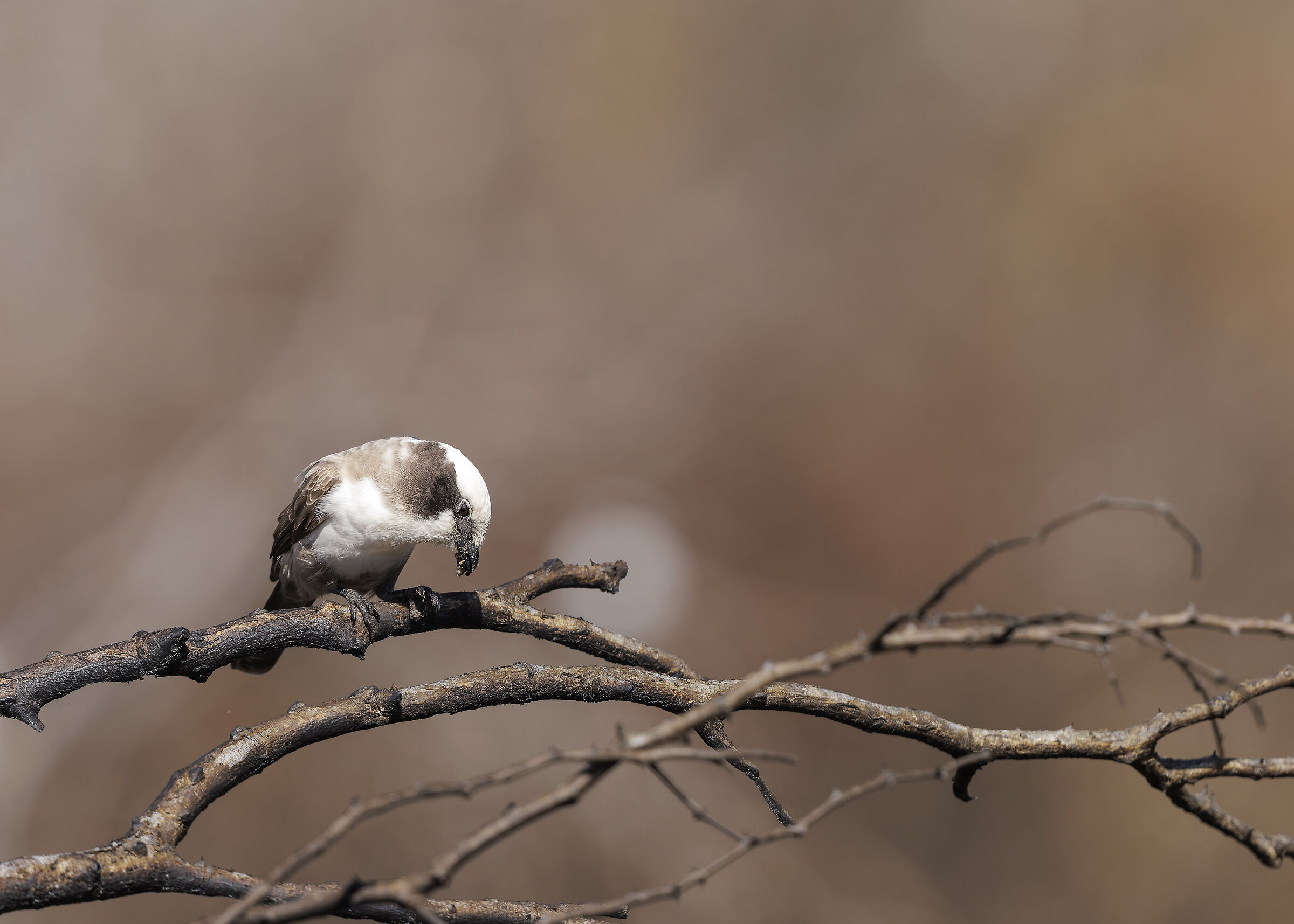 Southern white-crowned shrike...