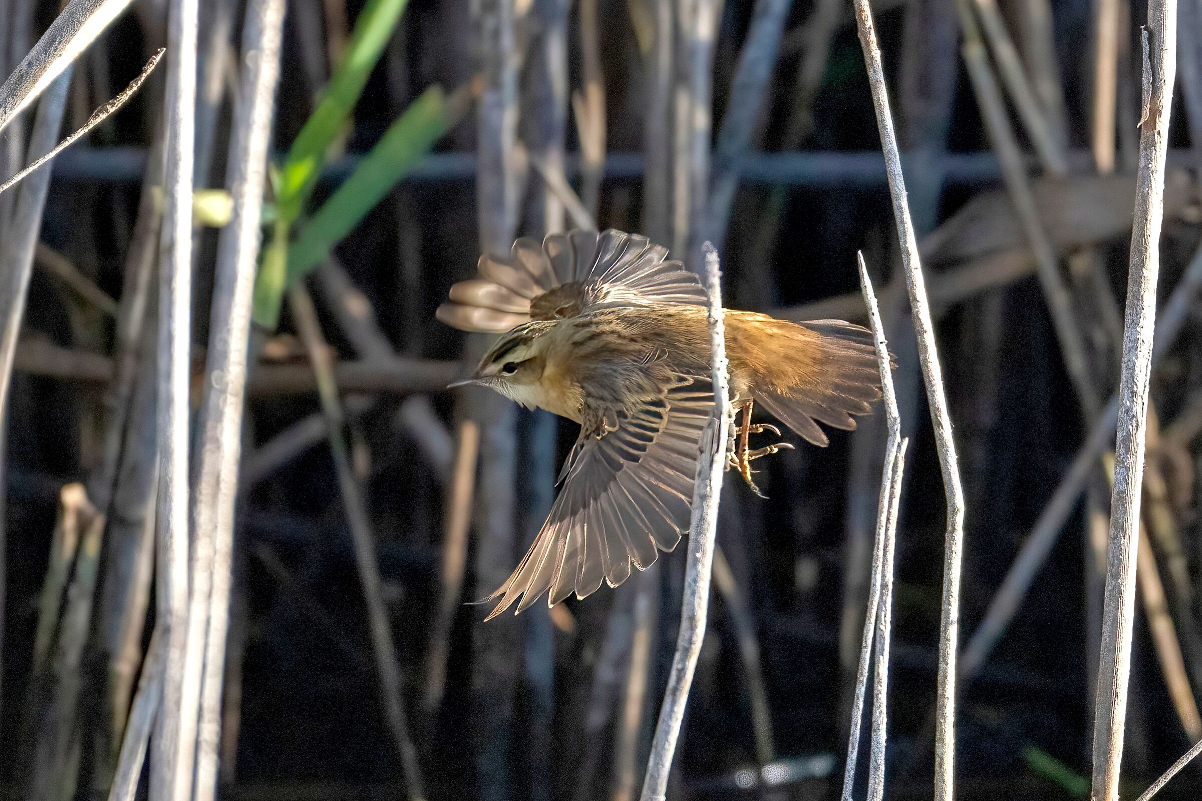 Flying through the reeds... Common warbler...