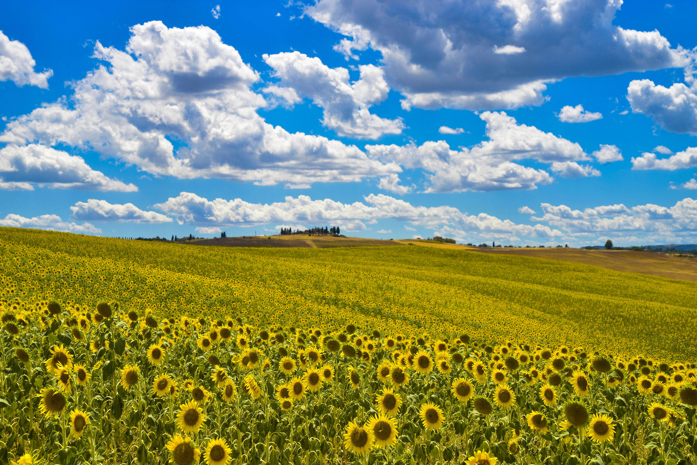 Sunflowers in Val D'Orcia...