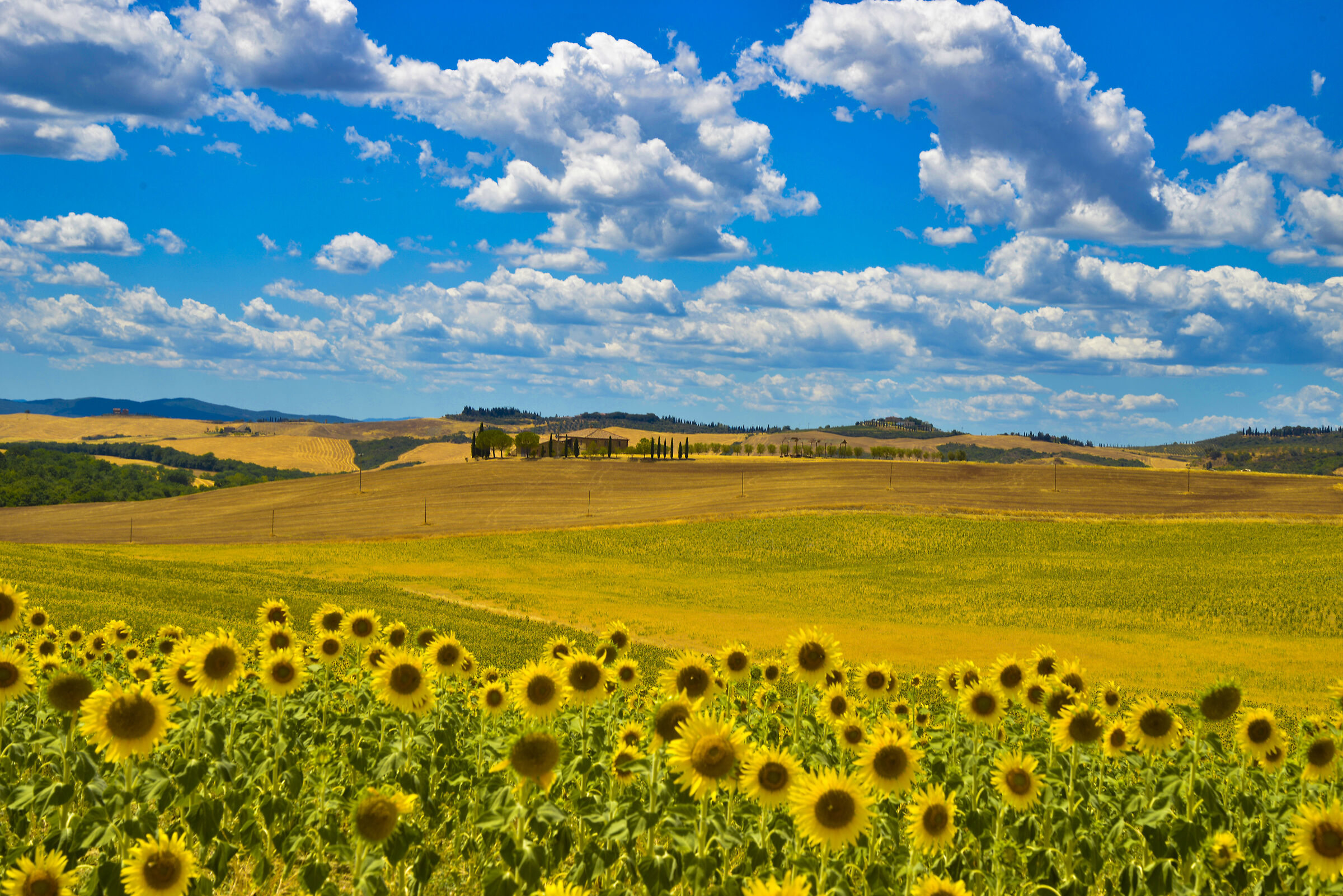 Sunflowers and hills in Val D'Orcia...
