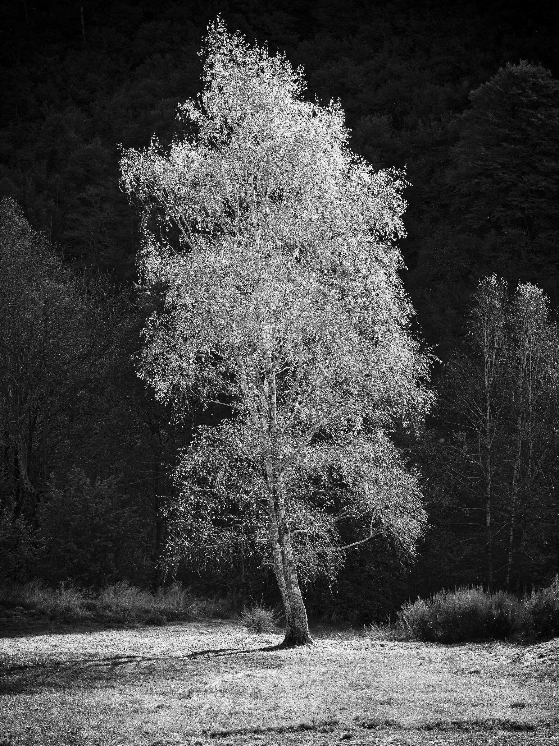 Birch at dawn, Valgrande forest...