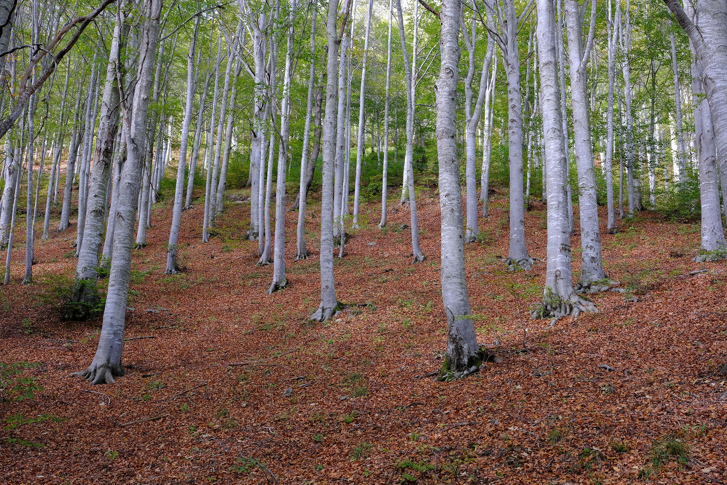 The beech forest of Penna...