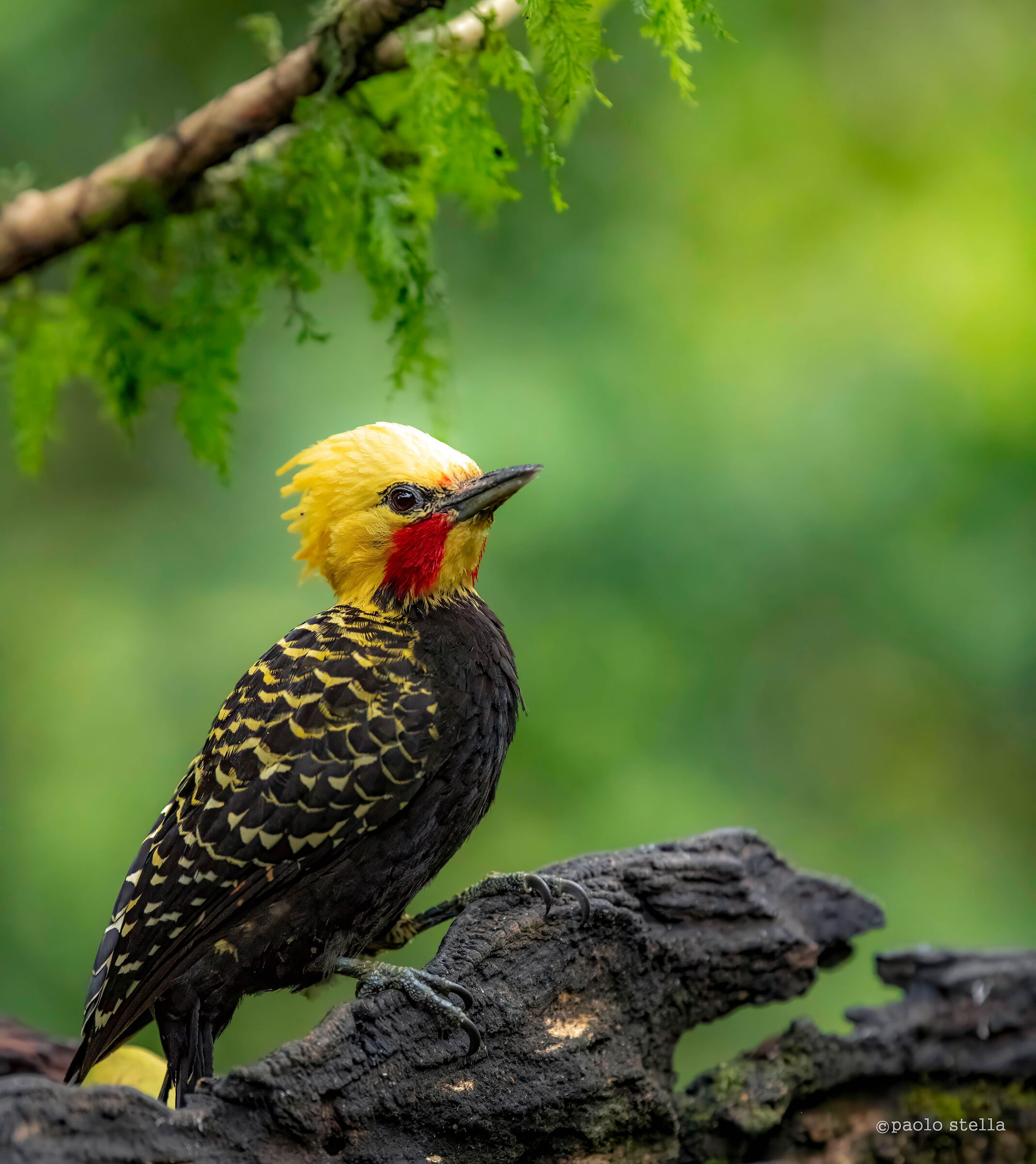 Yellow Headed Woodpecker...