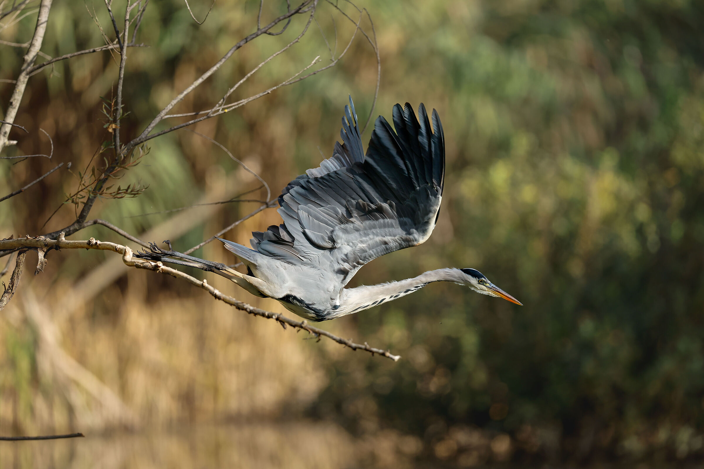 Grey heron on the way...