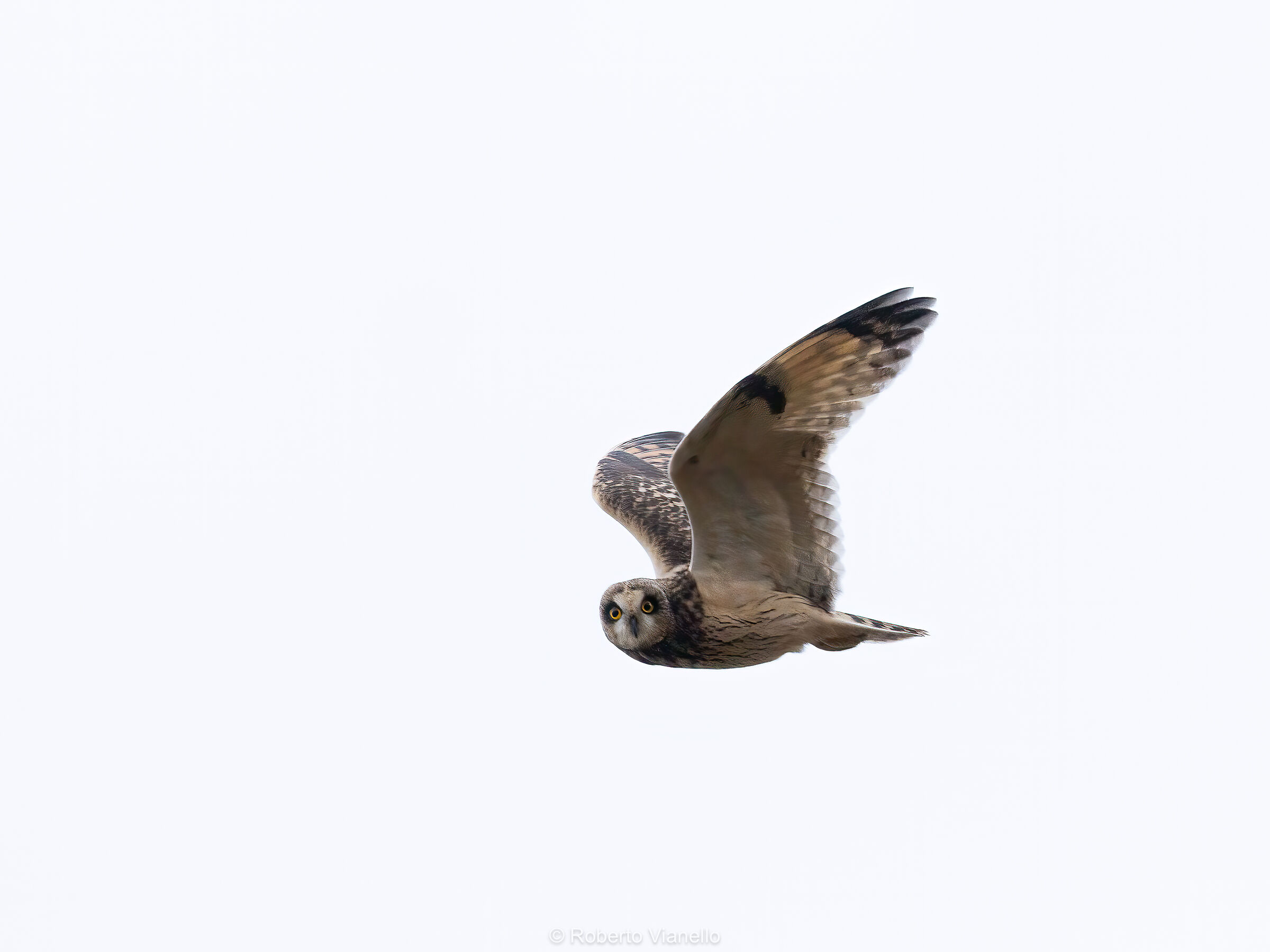 Short-eared Owl (Asio flammeus)...